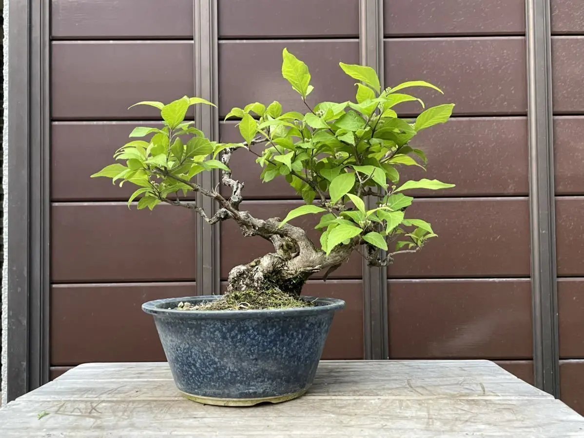 Callicarpa Canada Bonsai