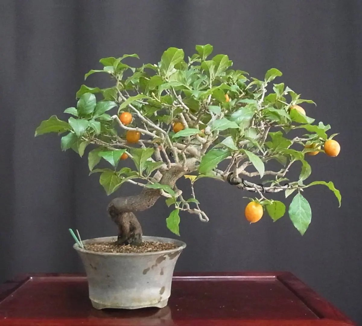 Persimmon Canada Bonsai