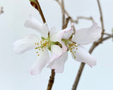 Prunus nipponica 'Kurilensis