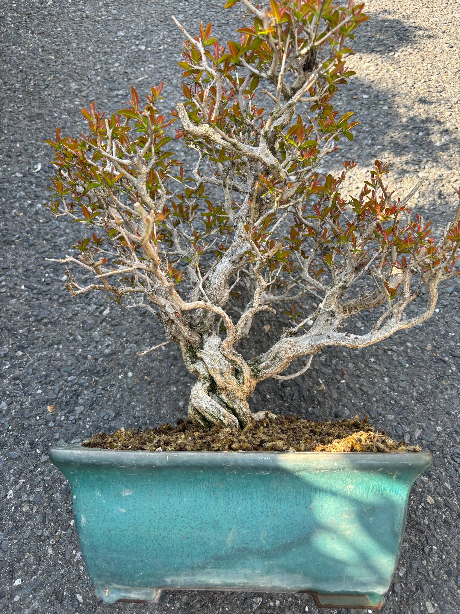 Punica granatum