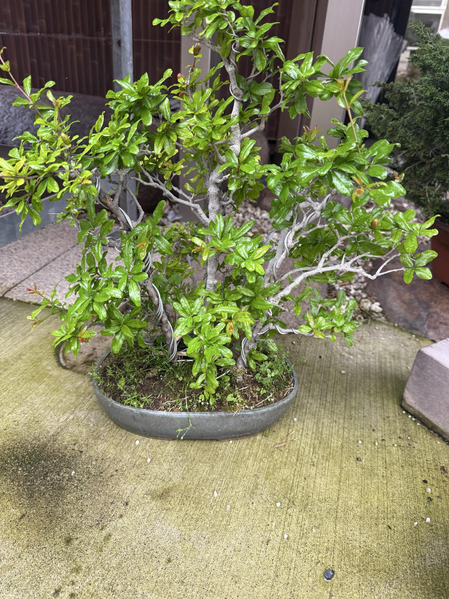 Punica granatum