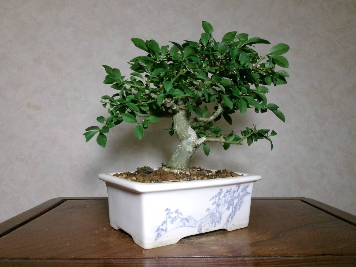 Euonymus