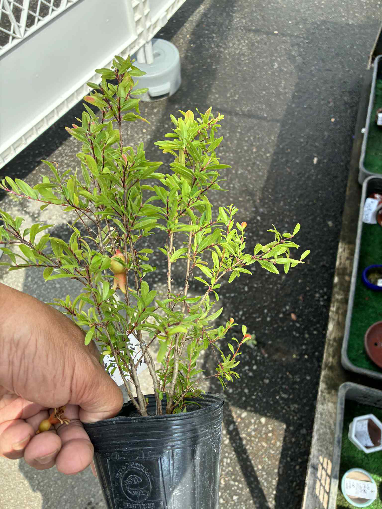 Punica granatum (dwarf?)