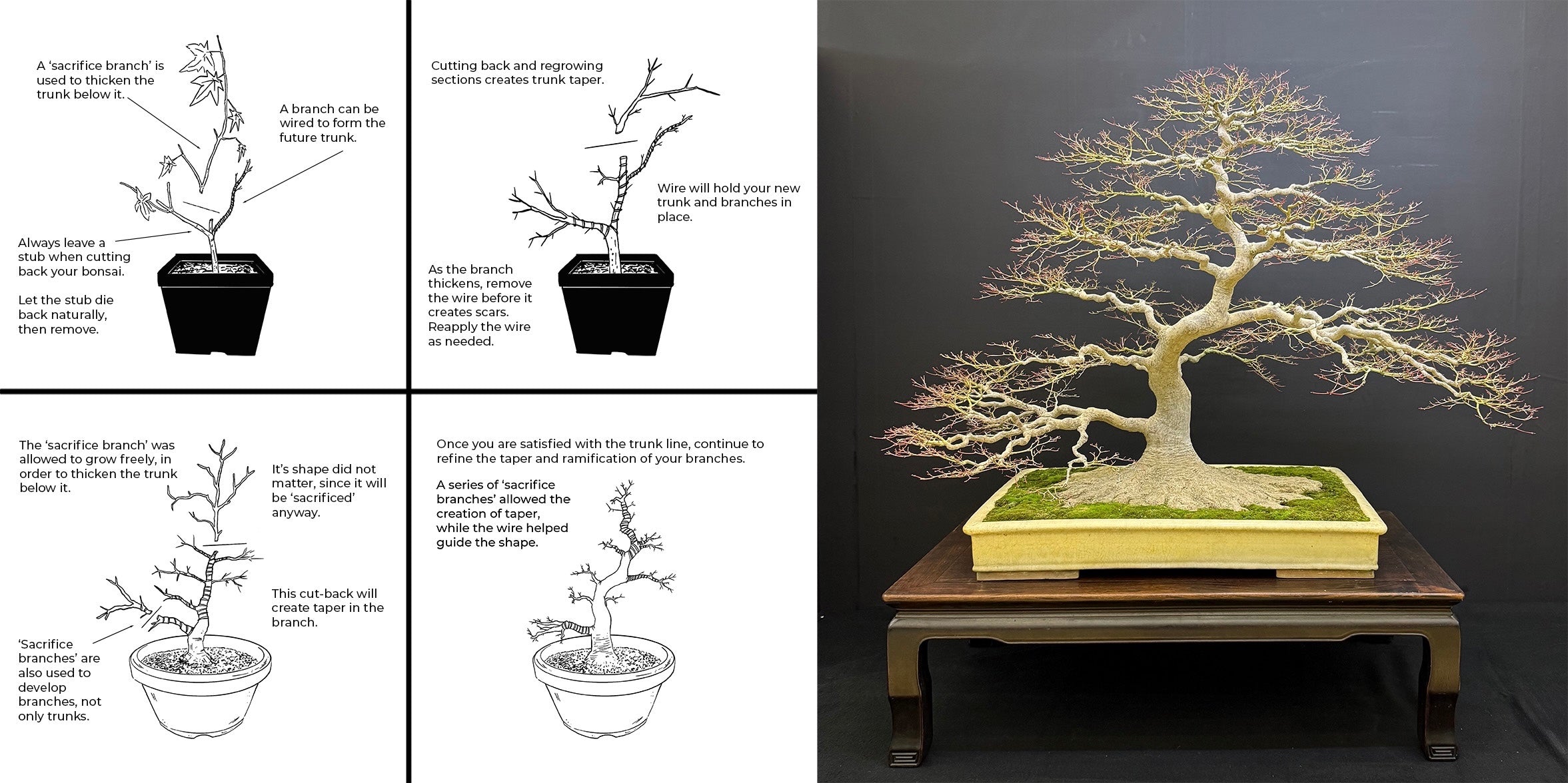 Chinese Elm