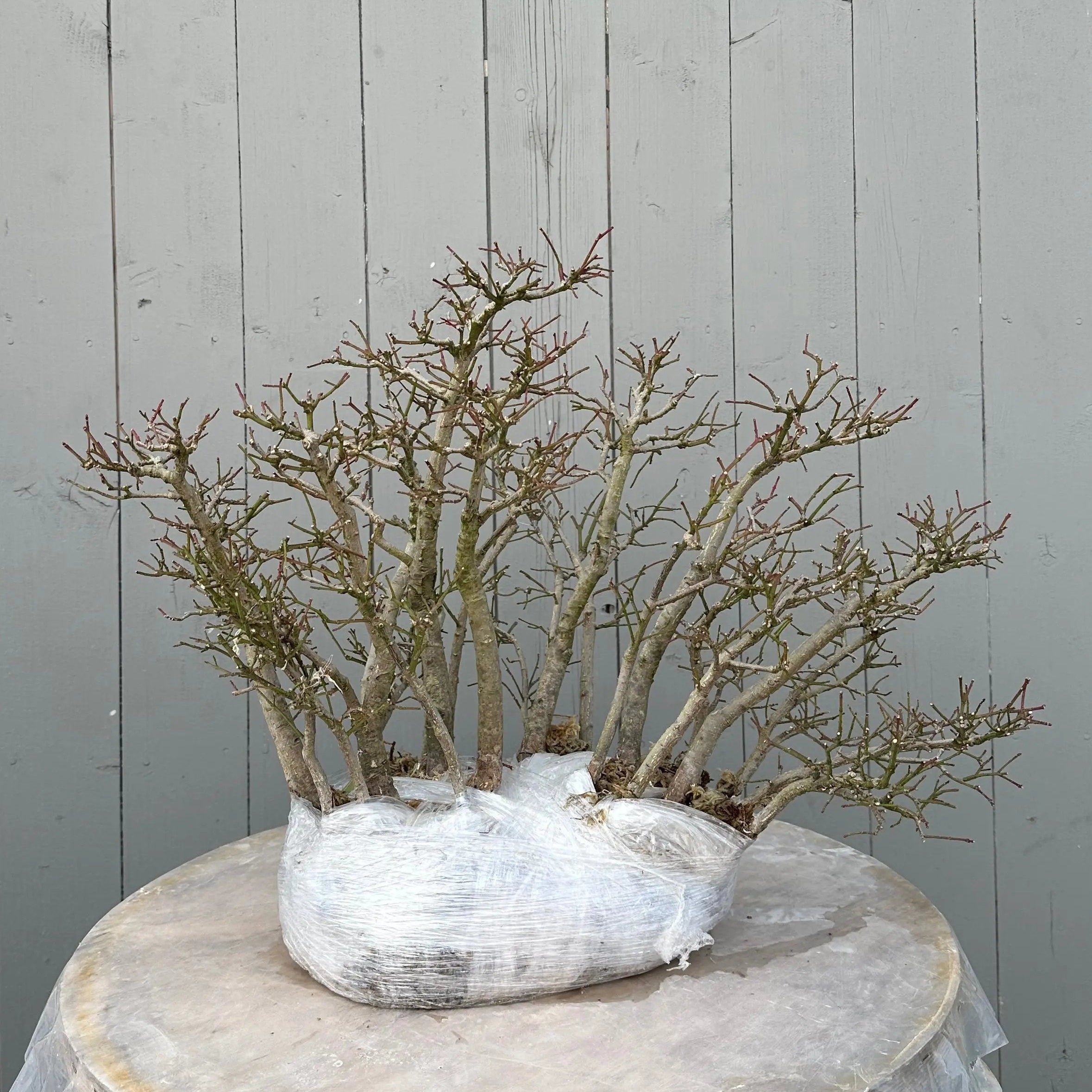 Euonymus #4 Canada Bonsai