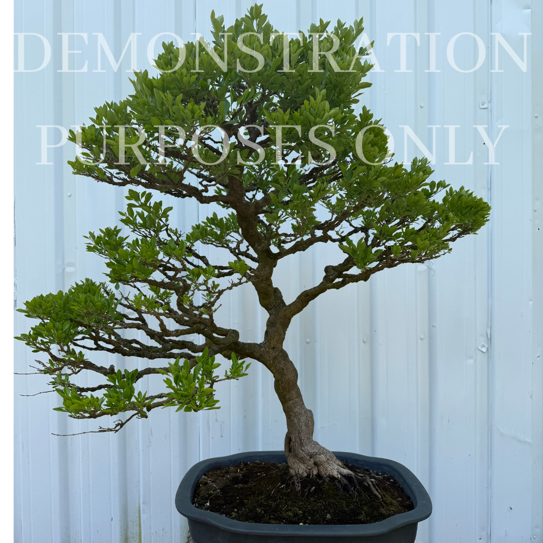 Ligustrum Sinense (Chinese privet)