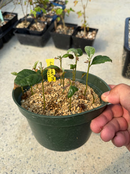 ÉRIOBOTRYA japonica