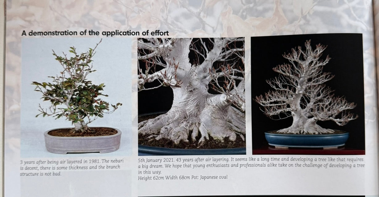 Fagus crenata