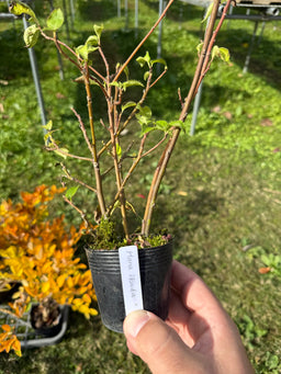 HELWINGIA japonica