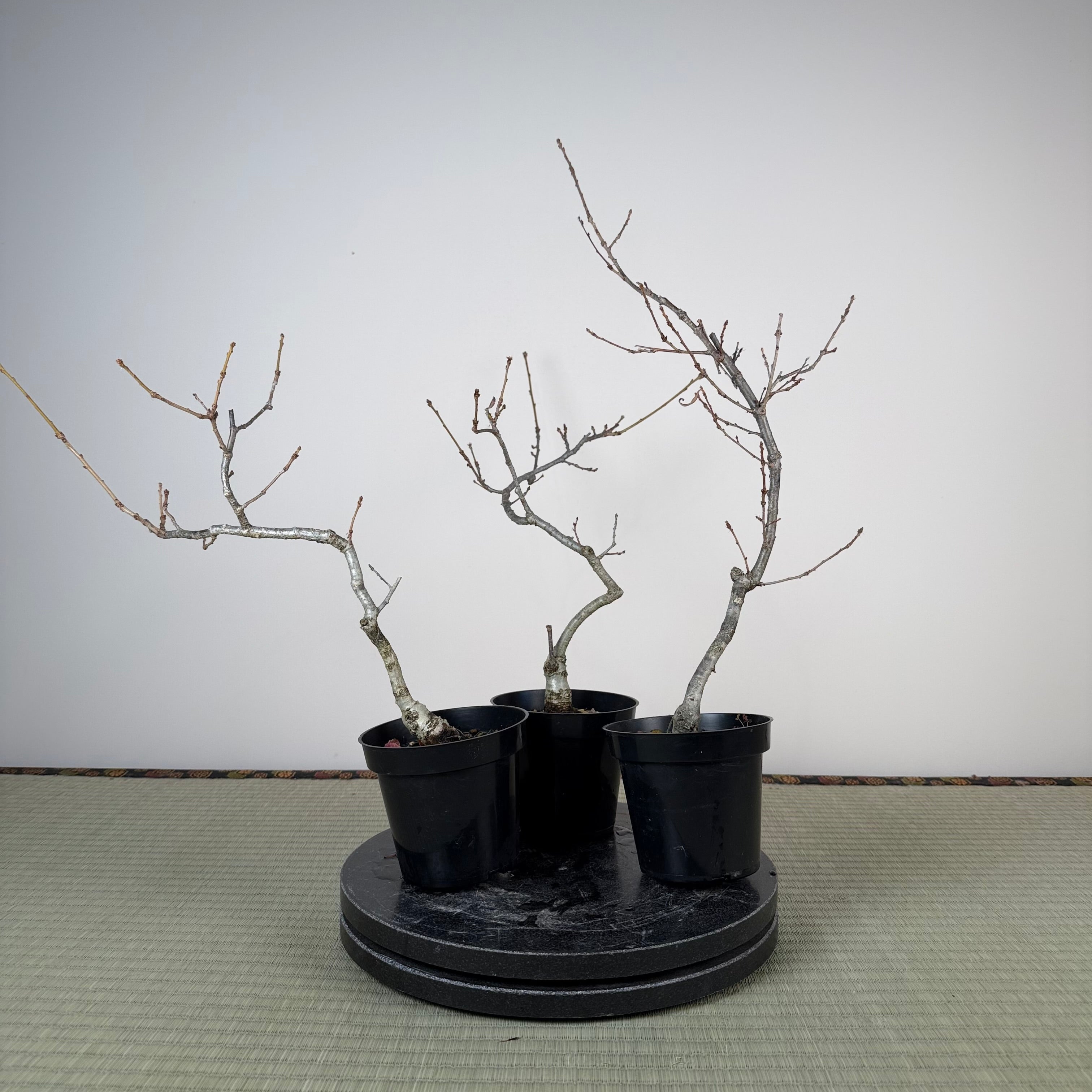 Quercus serrata (pruned)