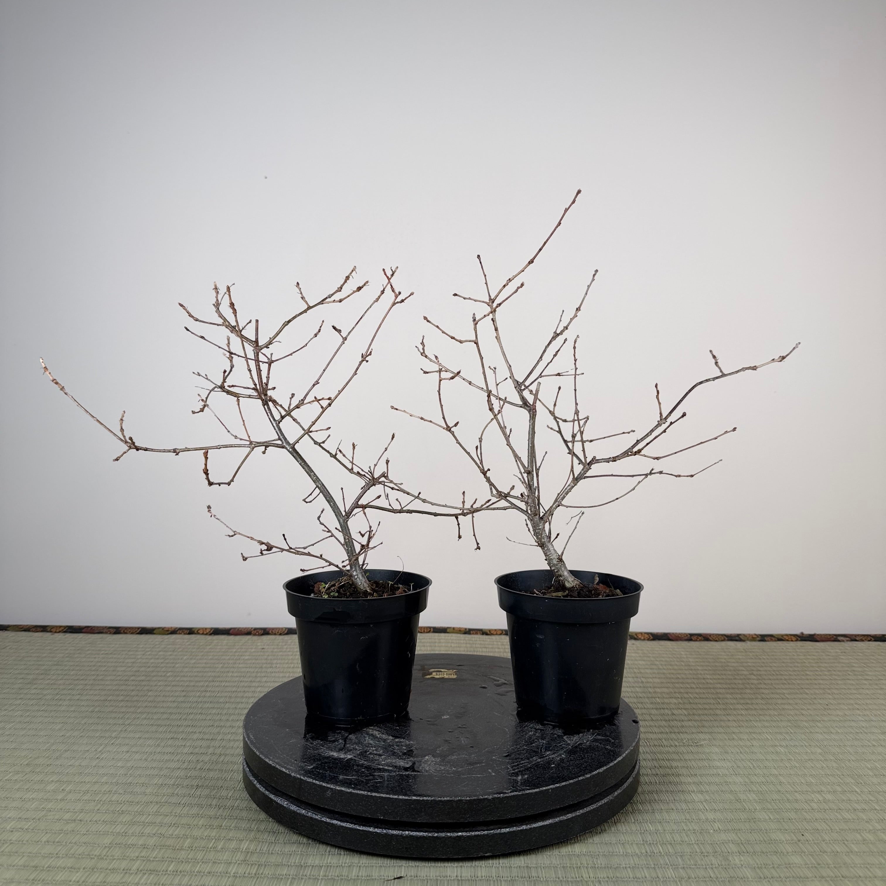 Quercus serrata (un-pruned)