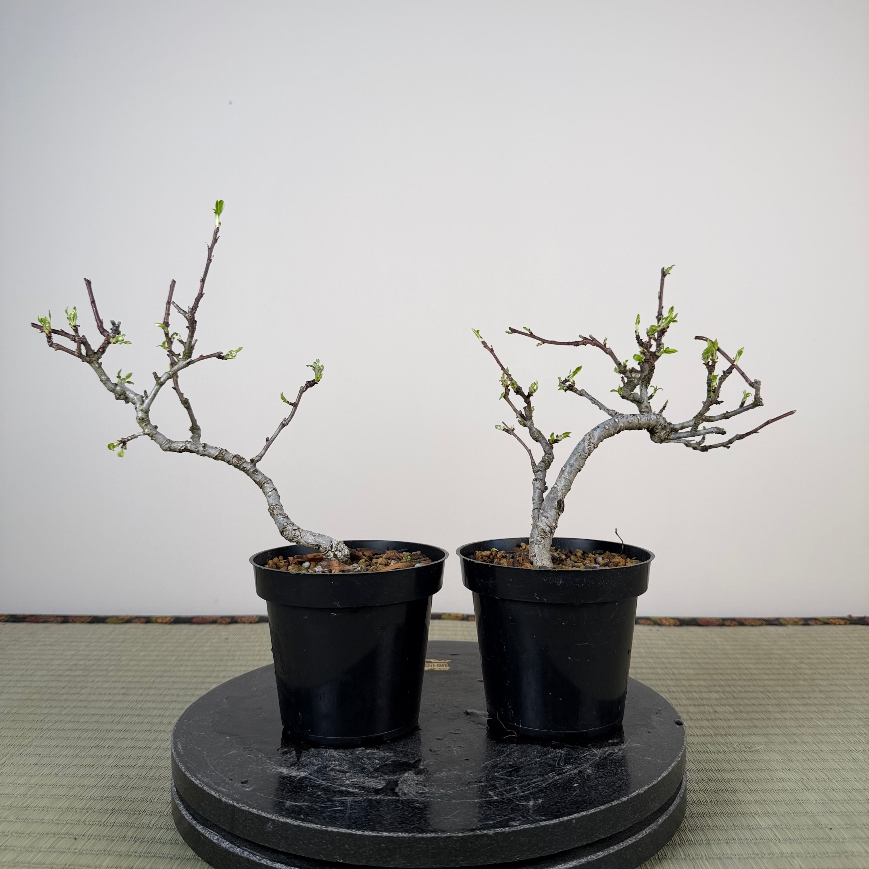 Pyrus ussuriensis (dwarf)