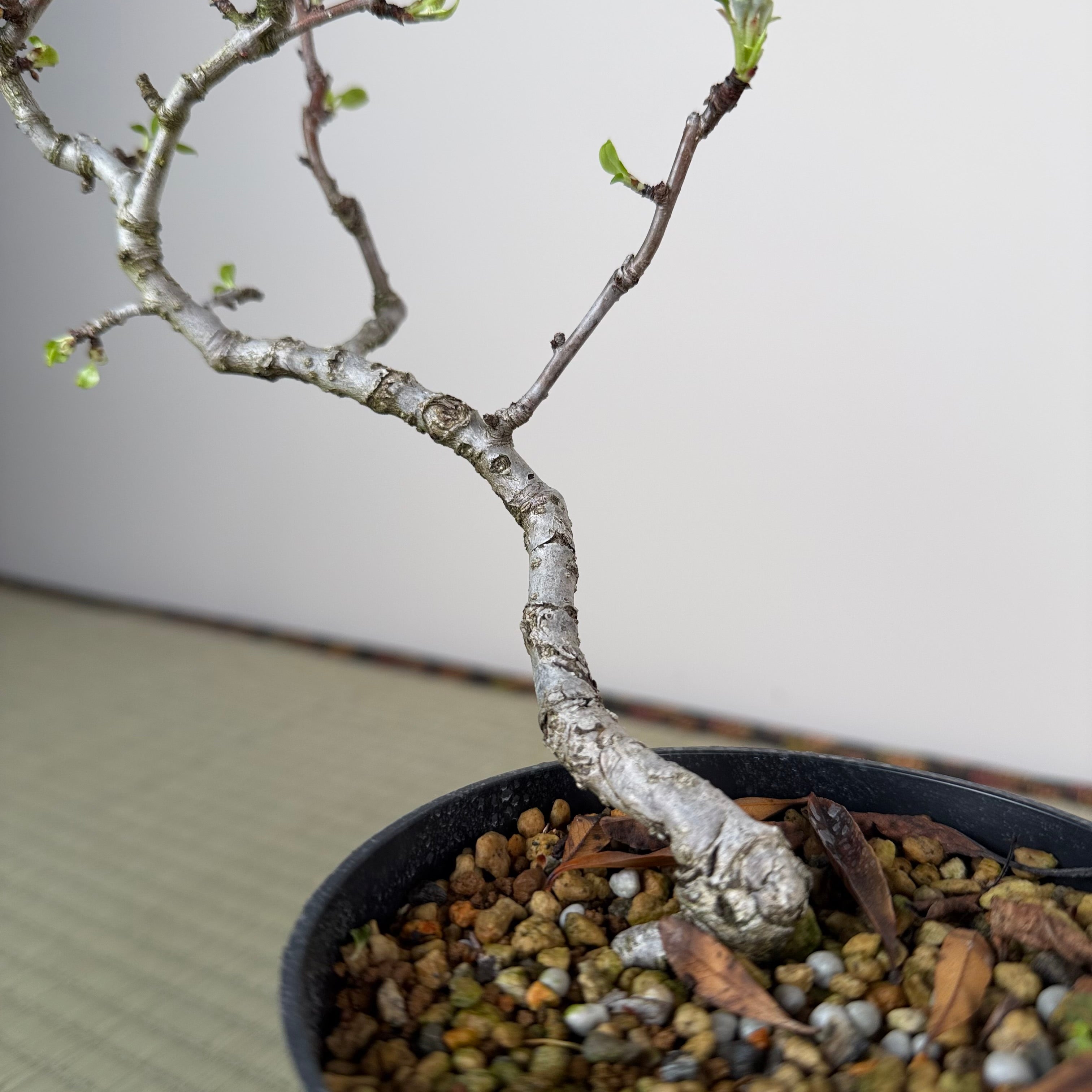 Pyrus ussuriensis (dwarf)