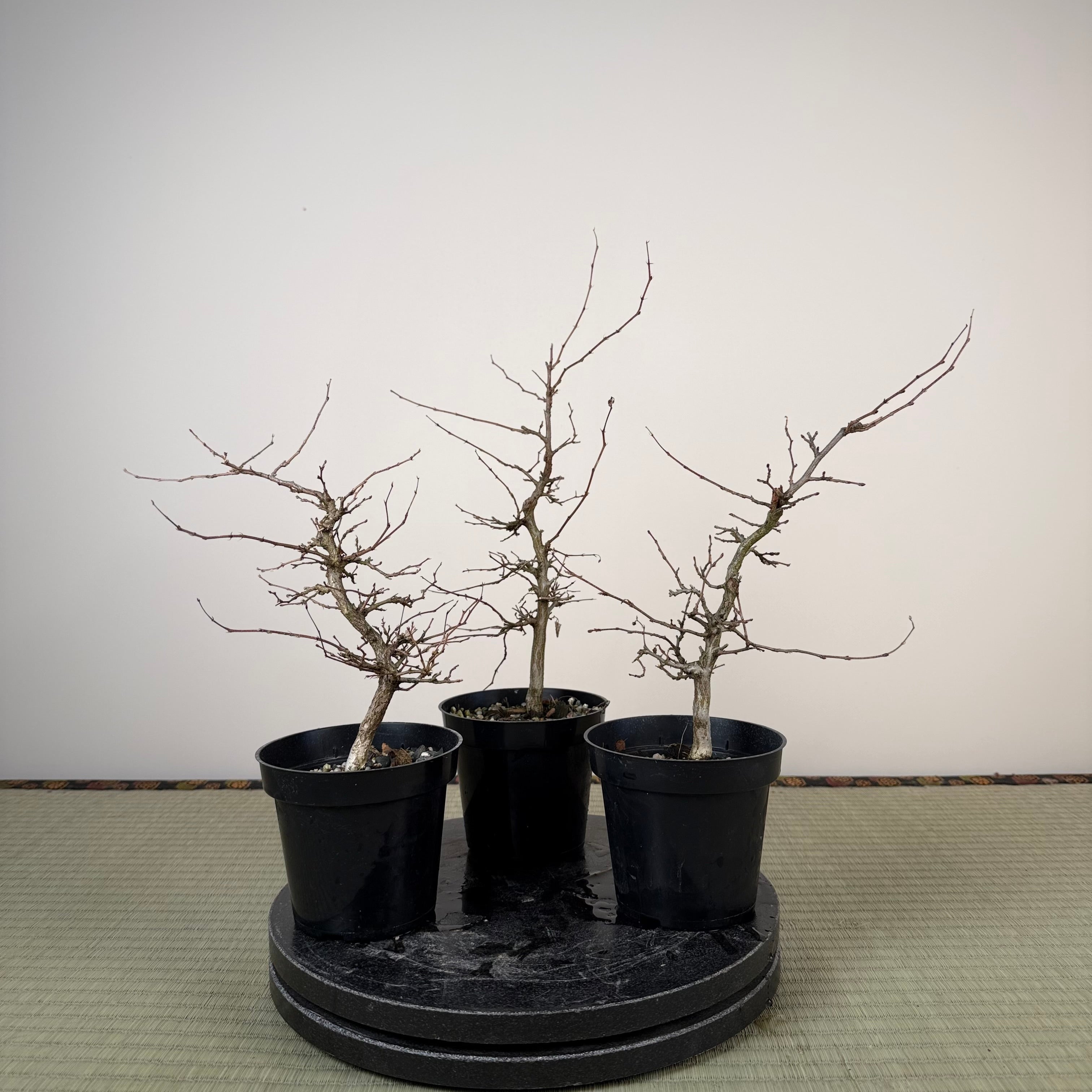 Carpinus turczaninowii