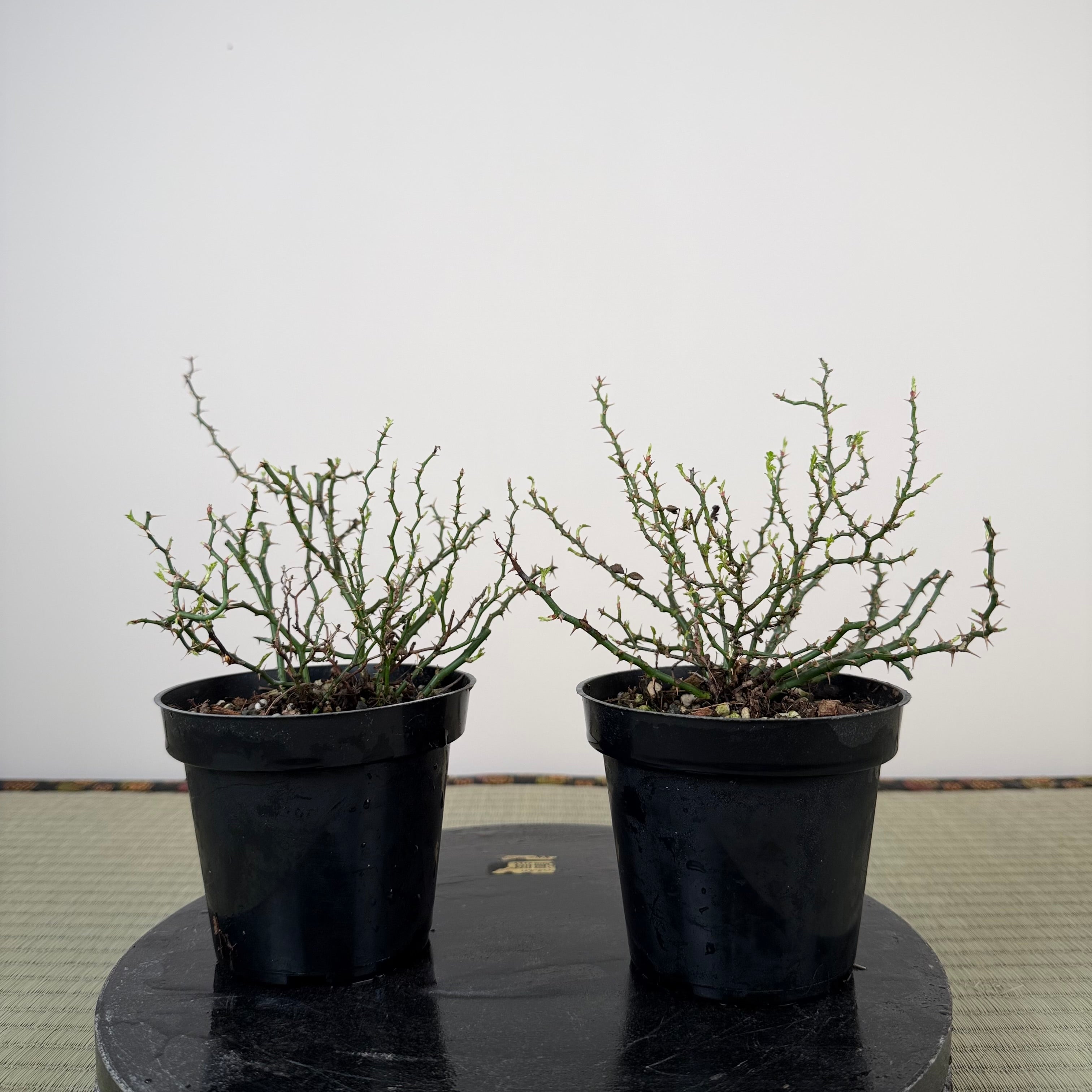 Rosa (white/pink) (medium)