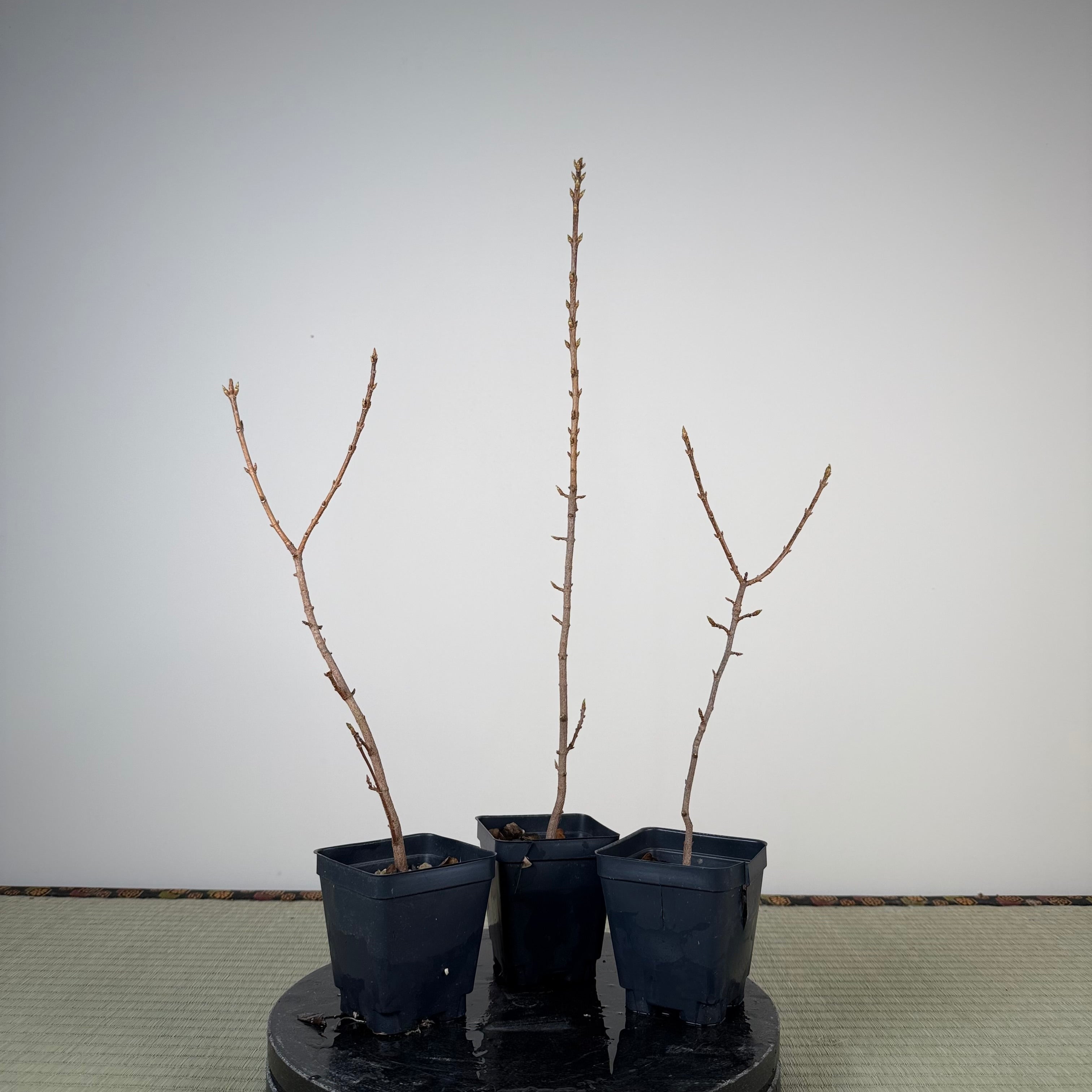 Acer buergerianum (standard)