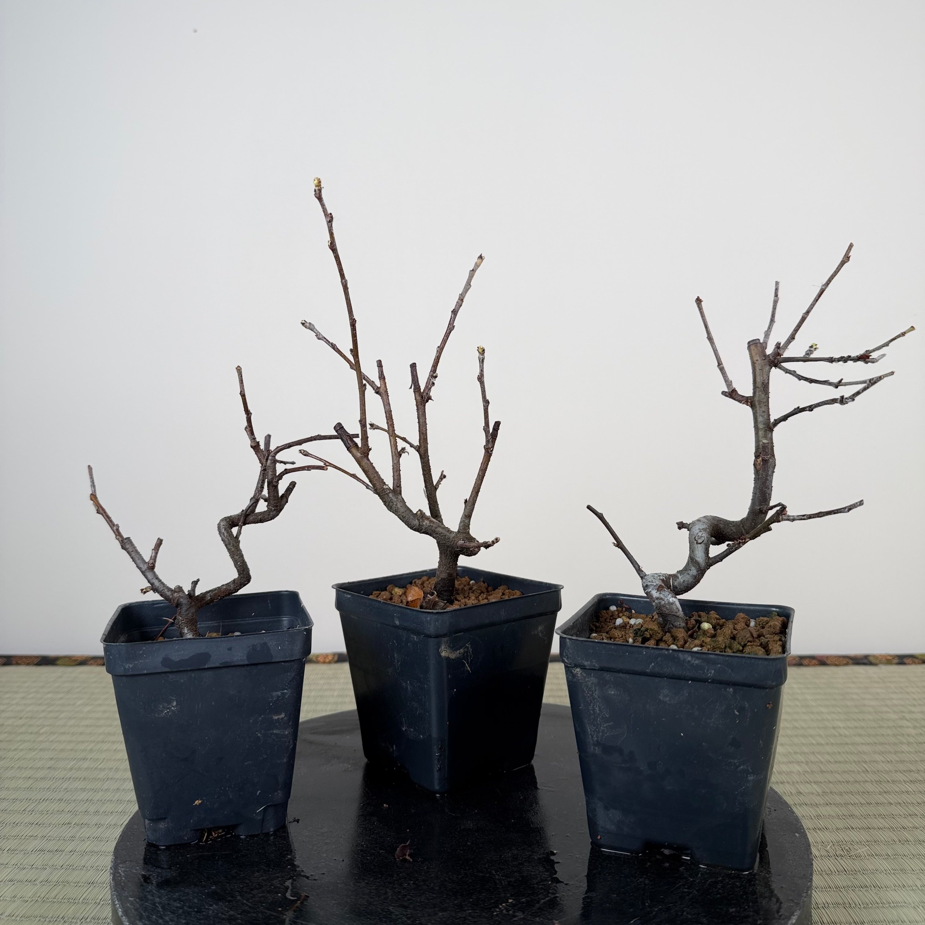 Pseudocydonia sinensis (dwarf strain)