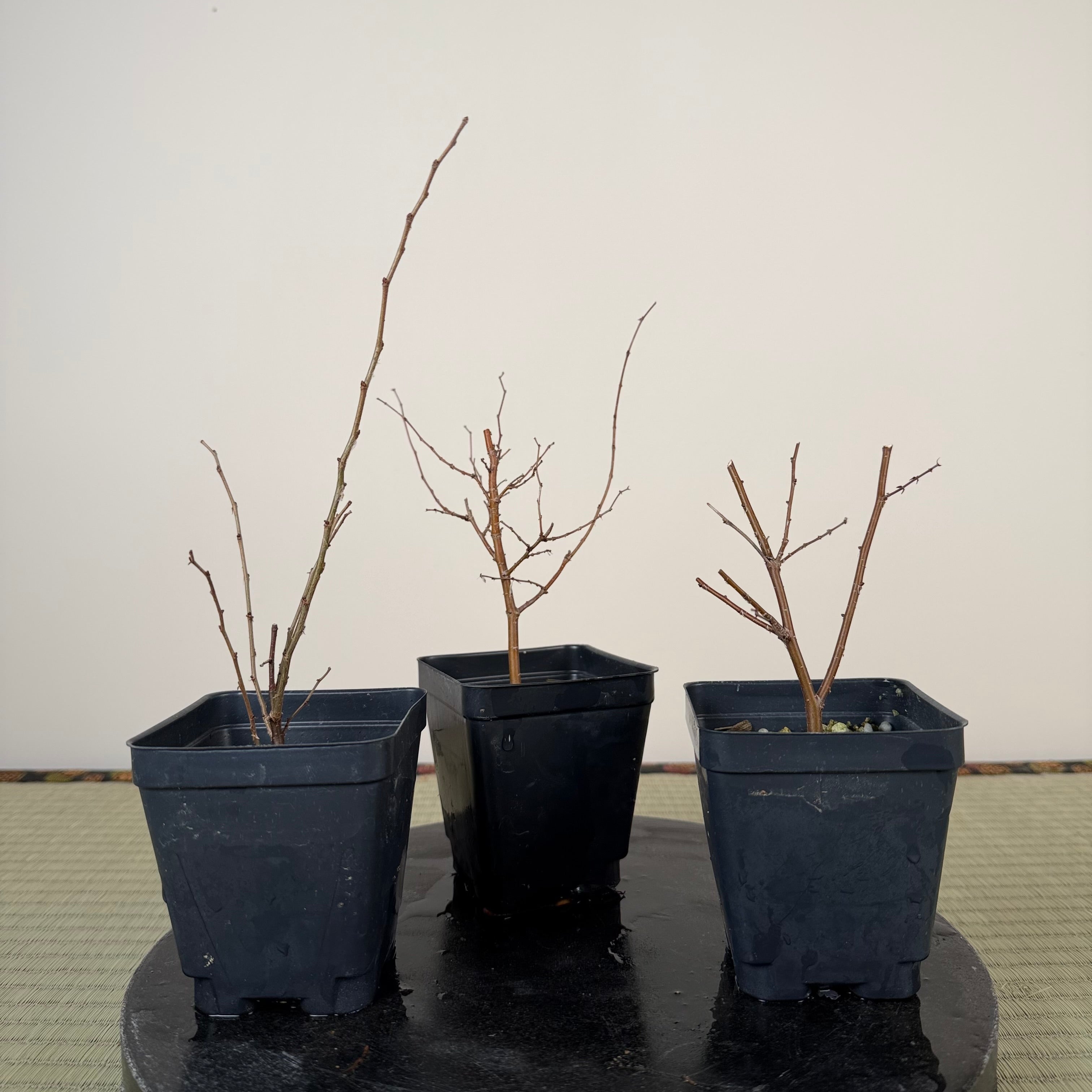 Zelkova serrata (younger)