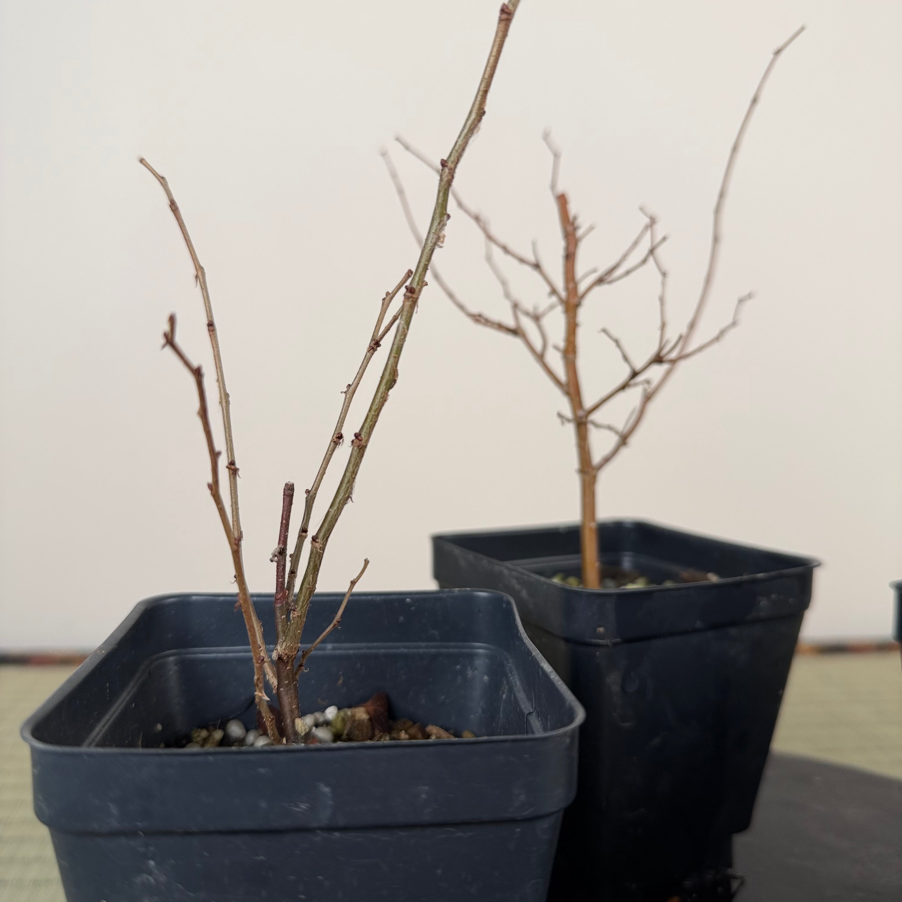 Zelkova serrata (jeune)