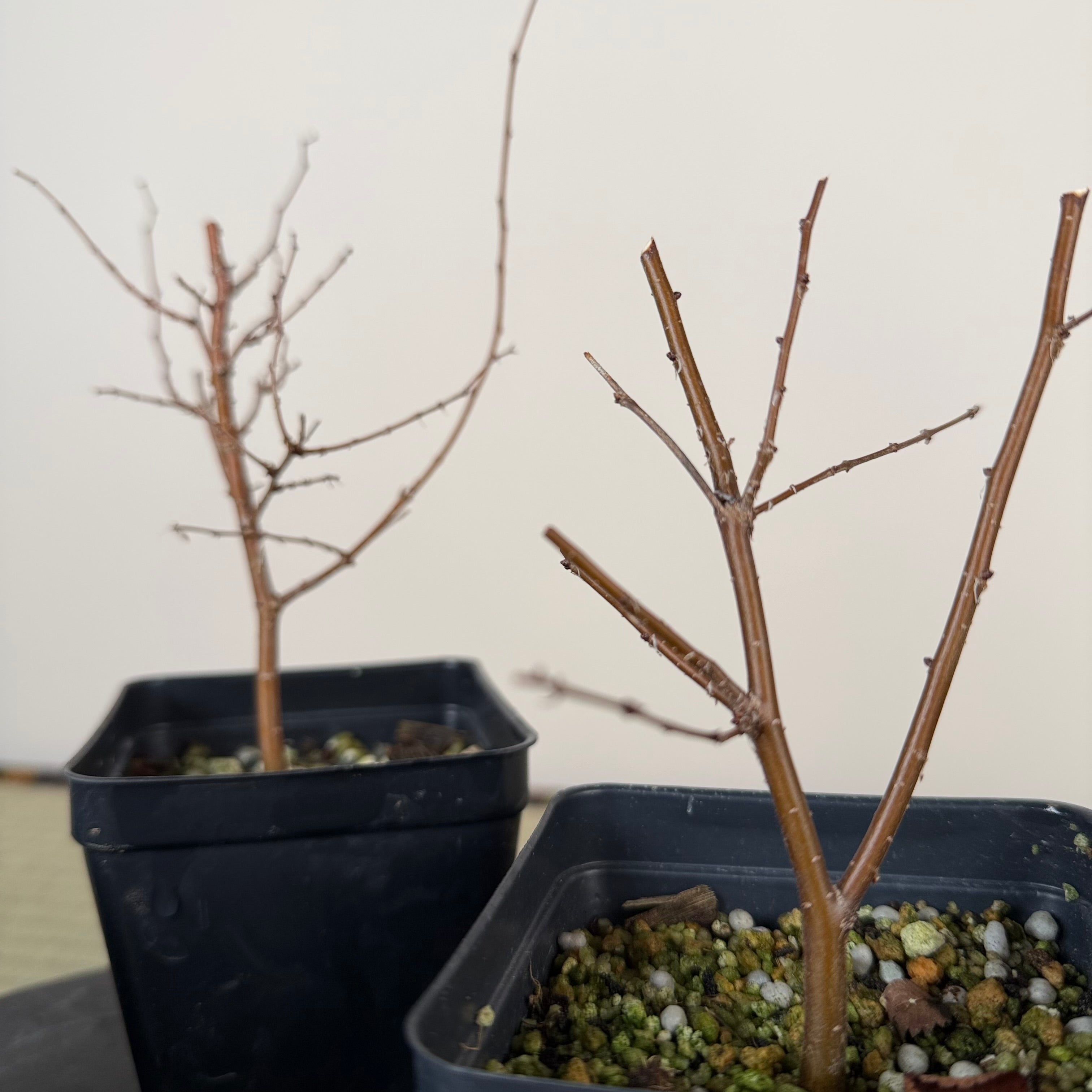 Zelkova serrata (jeune)