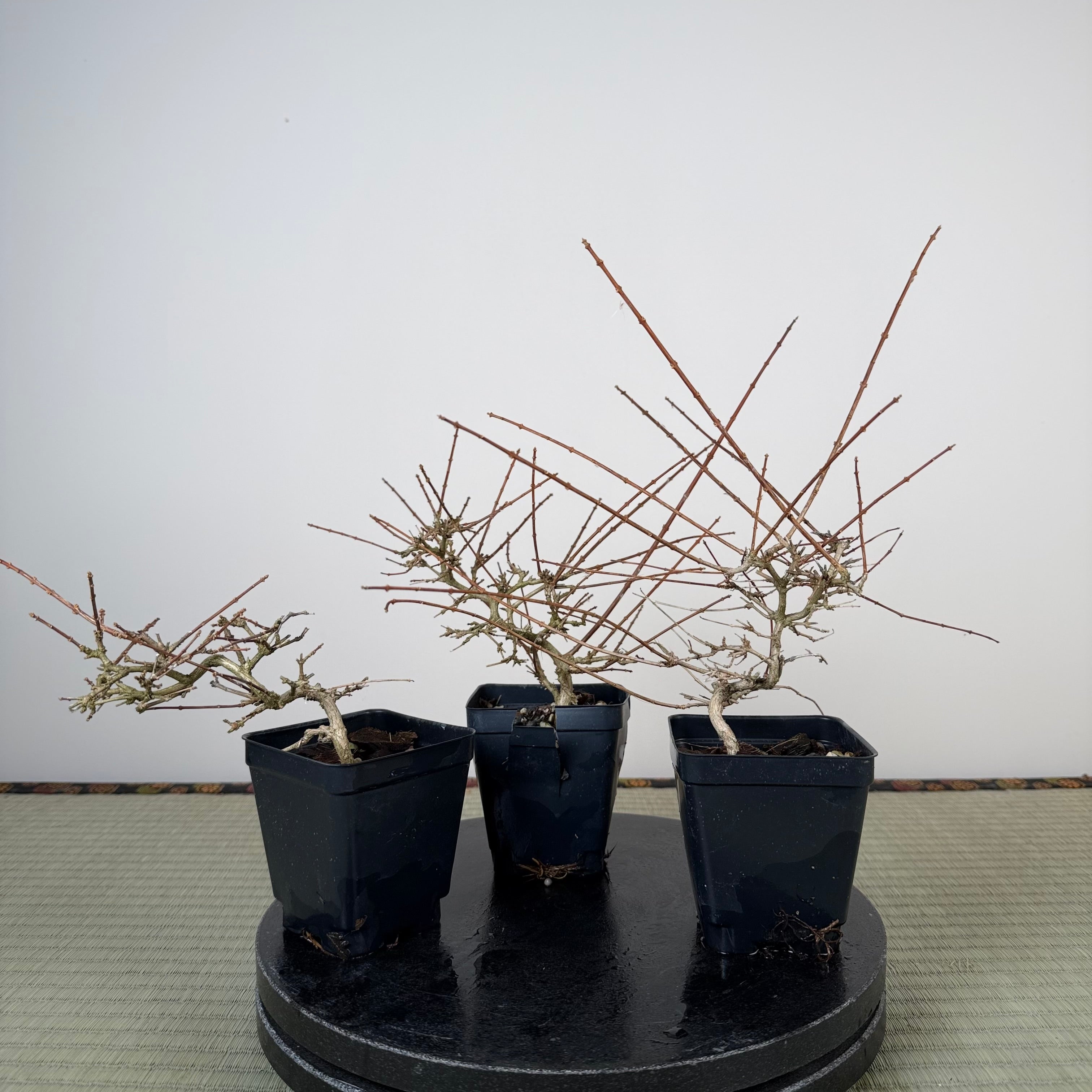 Premna japonica (ramified)