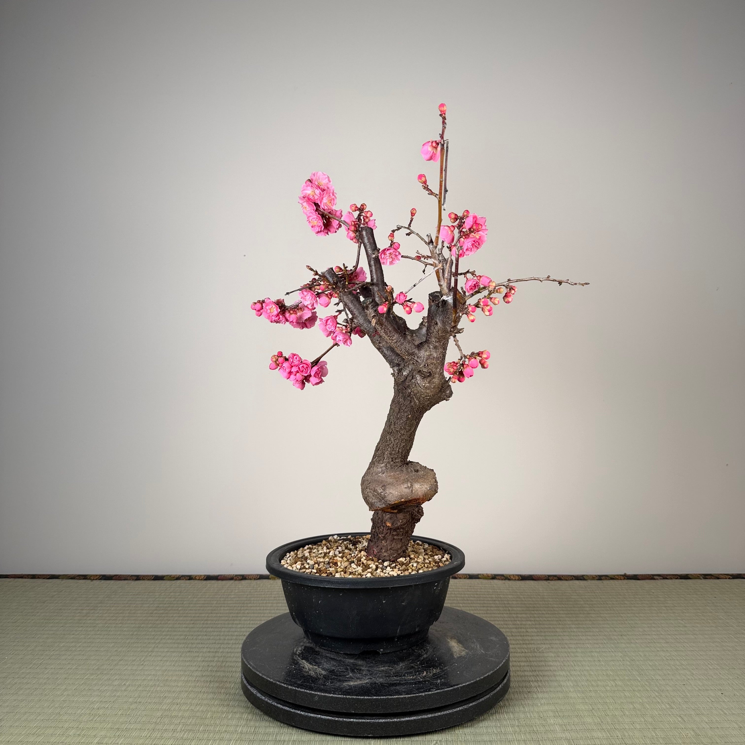 Glycine floribunda