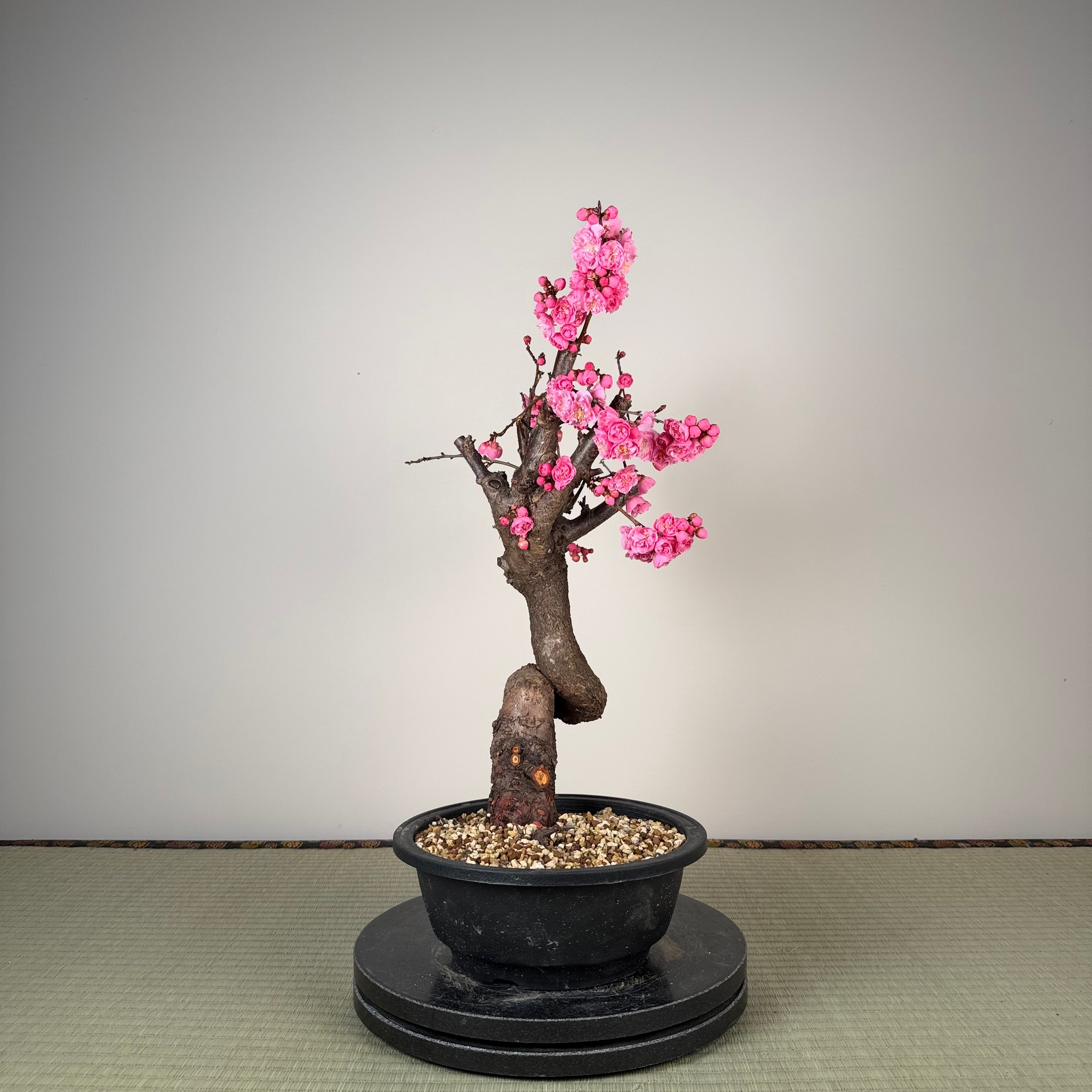 Glycine floribunda