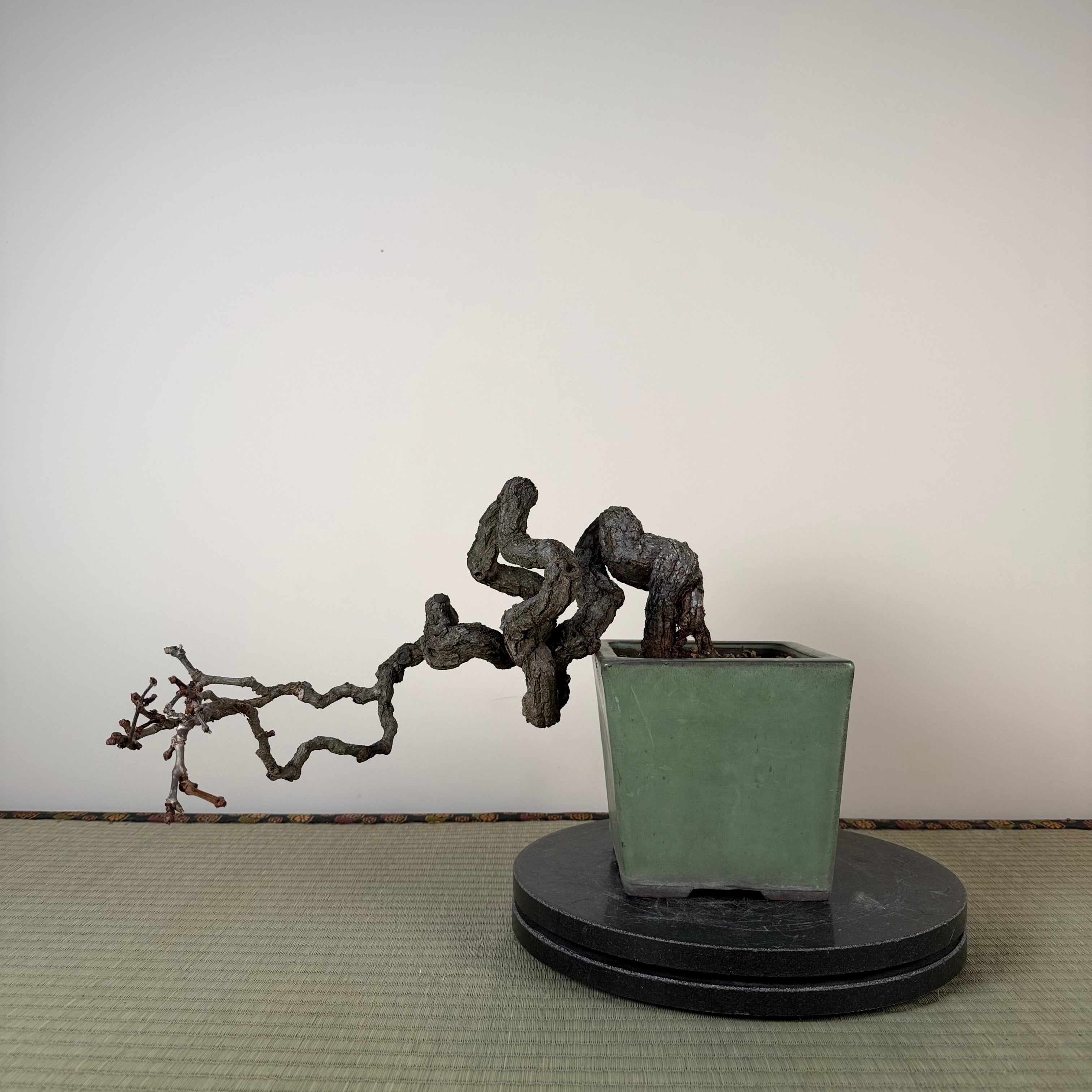 Parthenocissus quinquefolia (Antique pot)