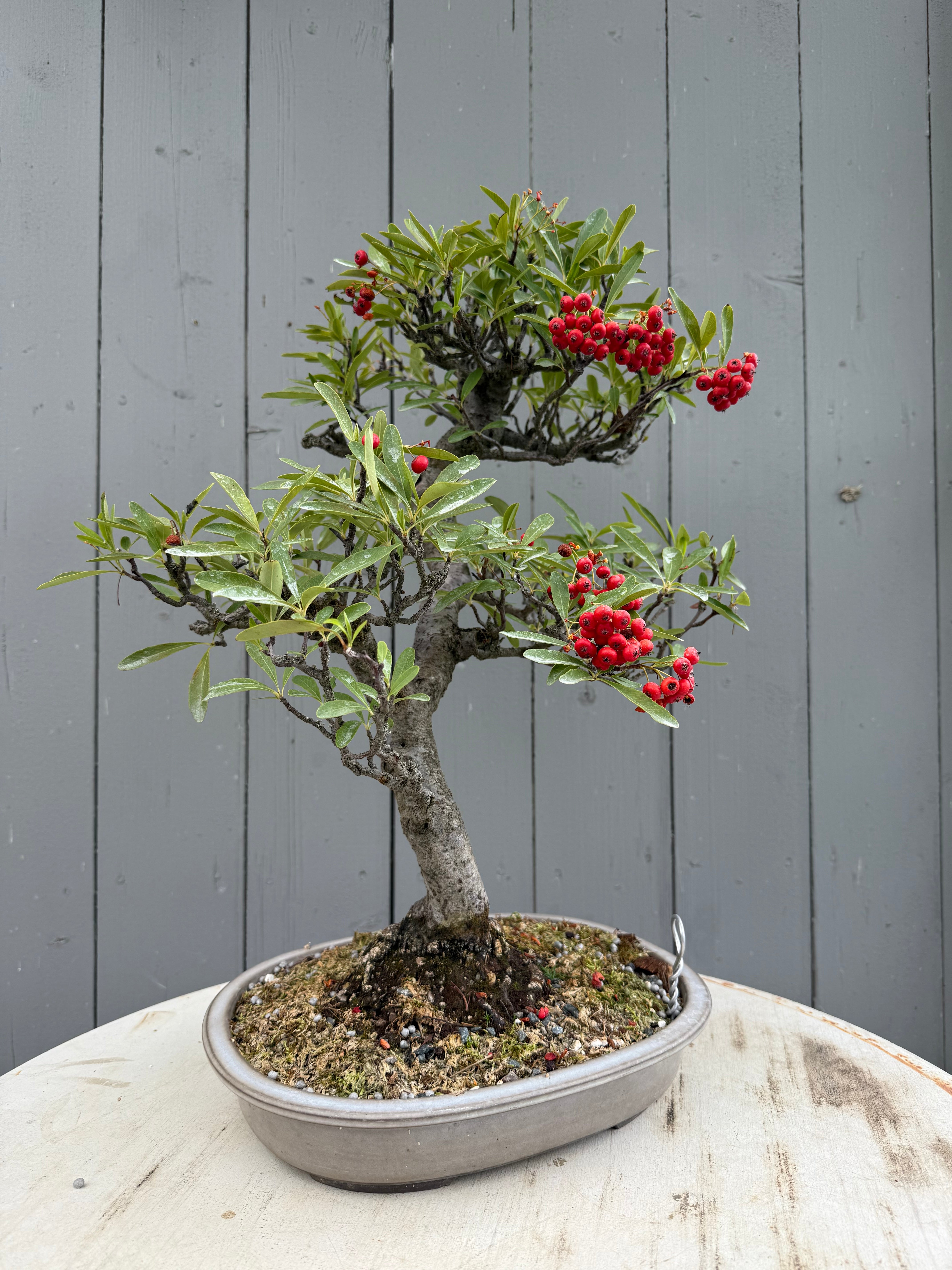 Pyracantha angustifolia