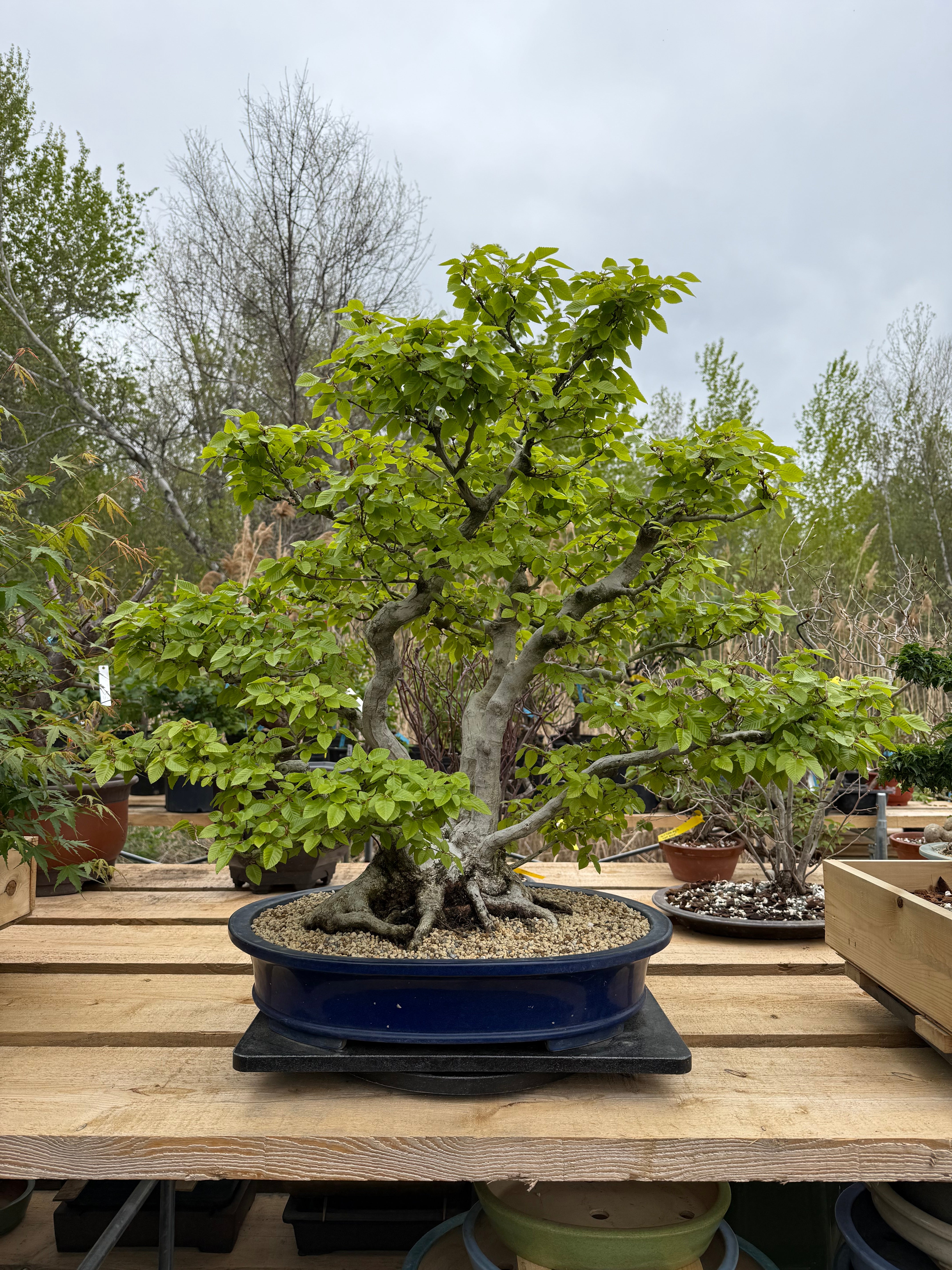Carpinus turczaninowii