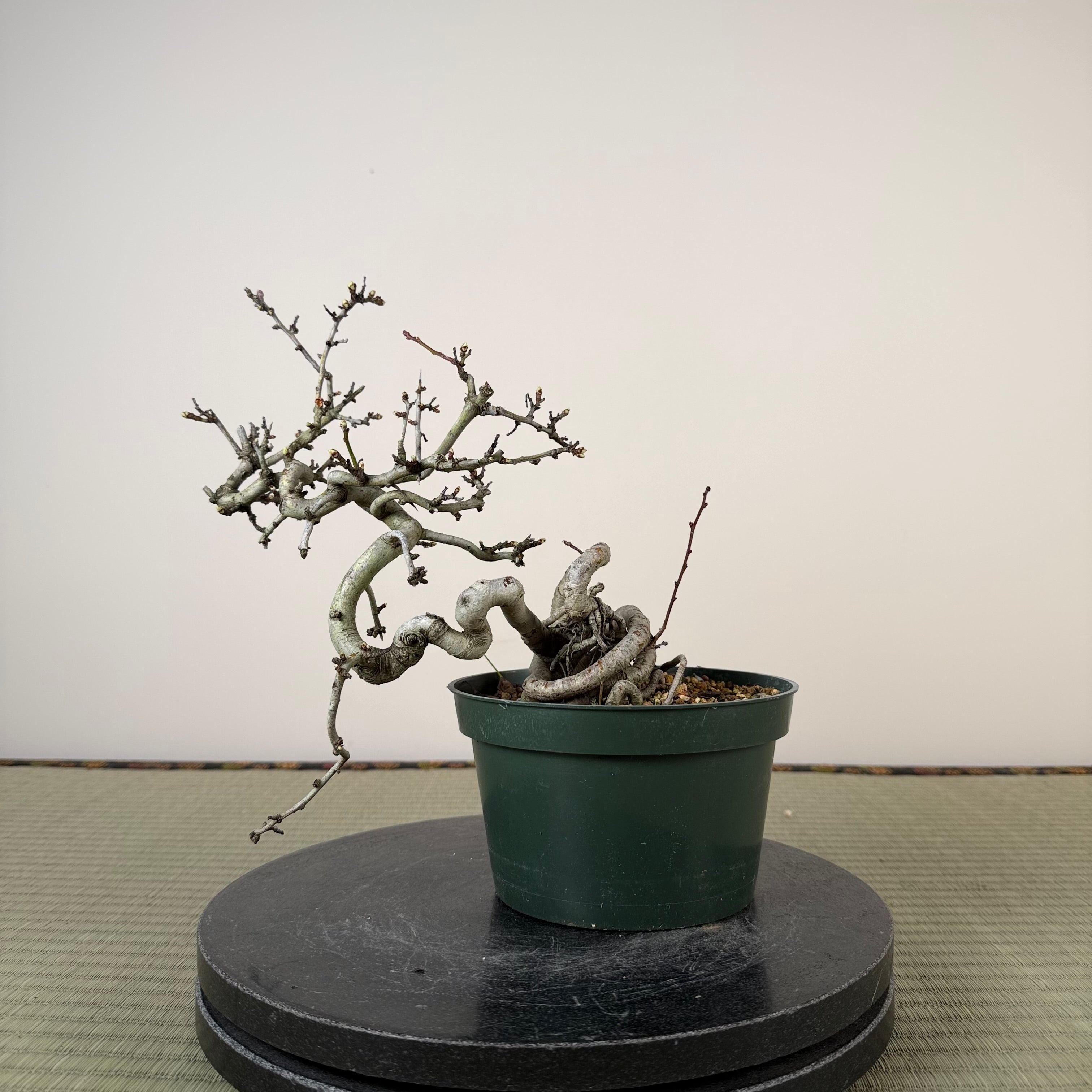 Crataegus cuneata 'Matsudaira'