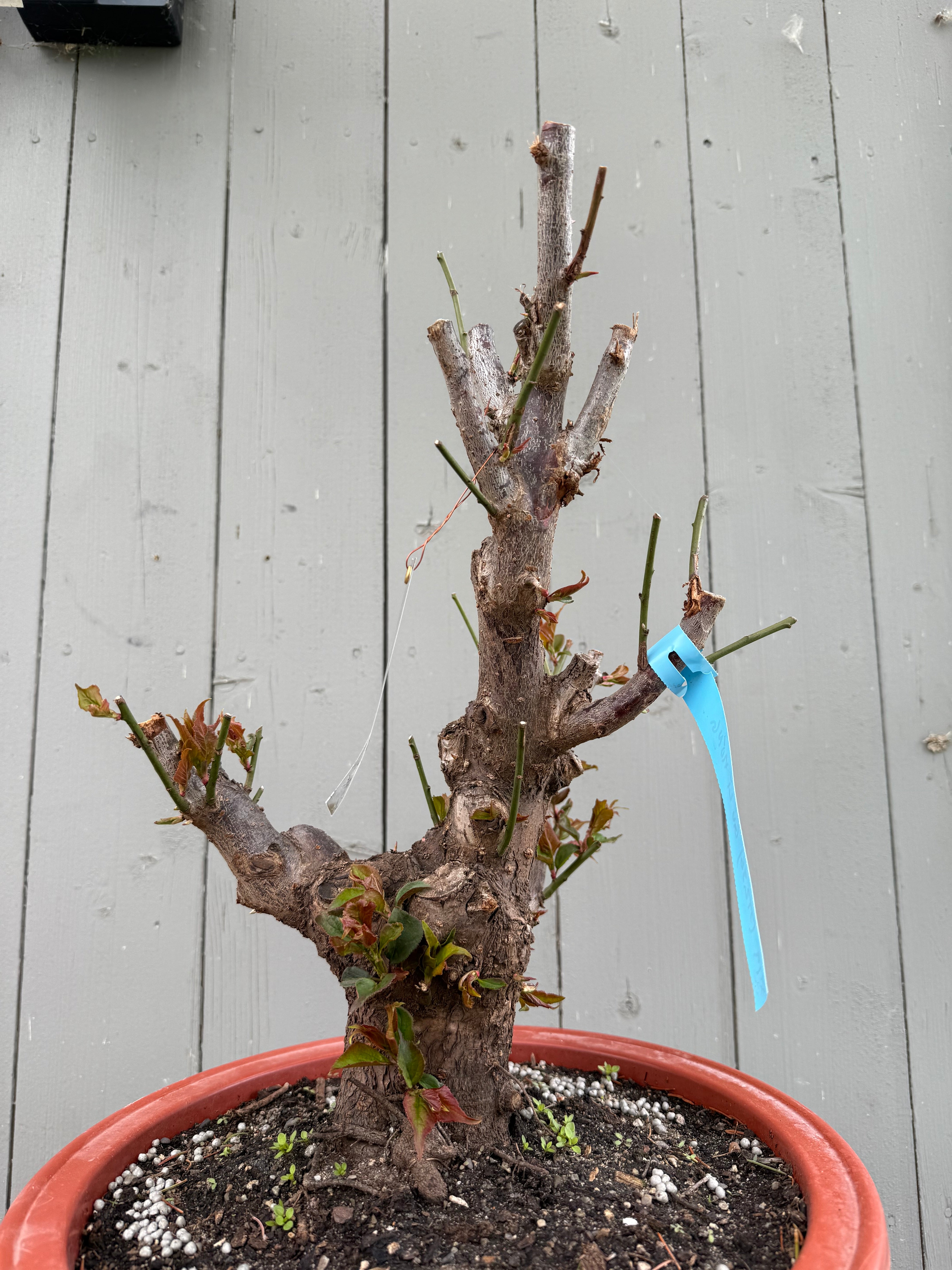 Prunus mume 'Gǔ lǐ hóng'