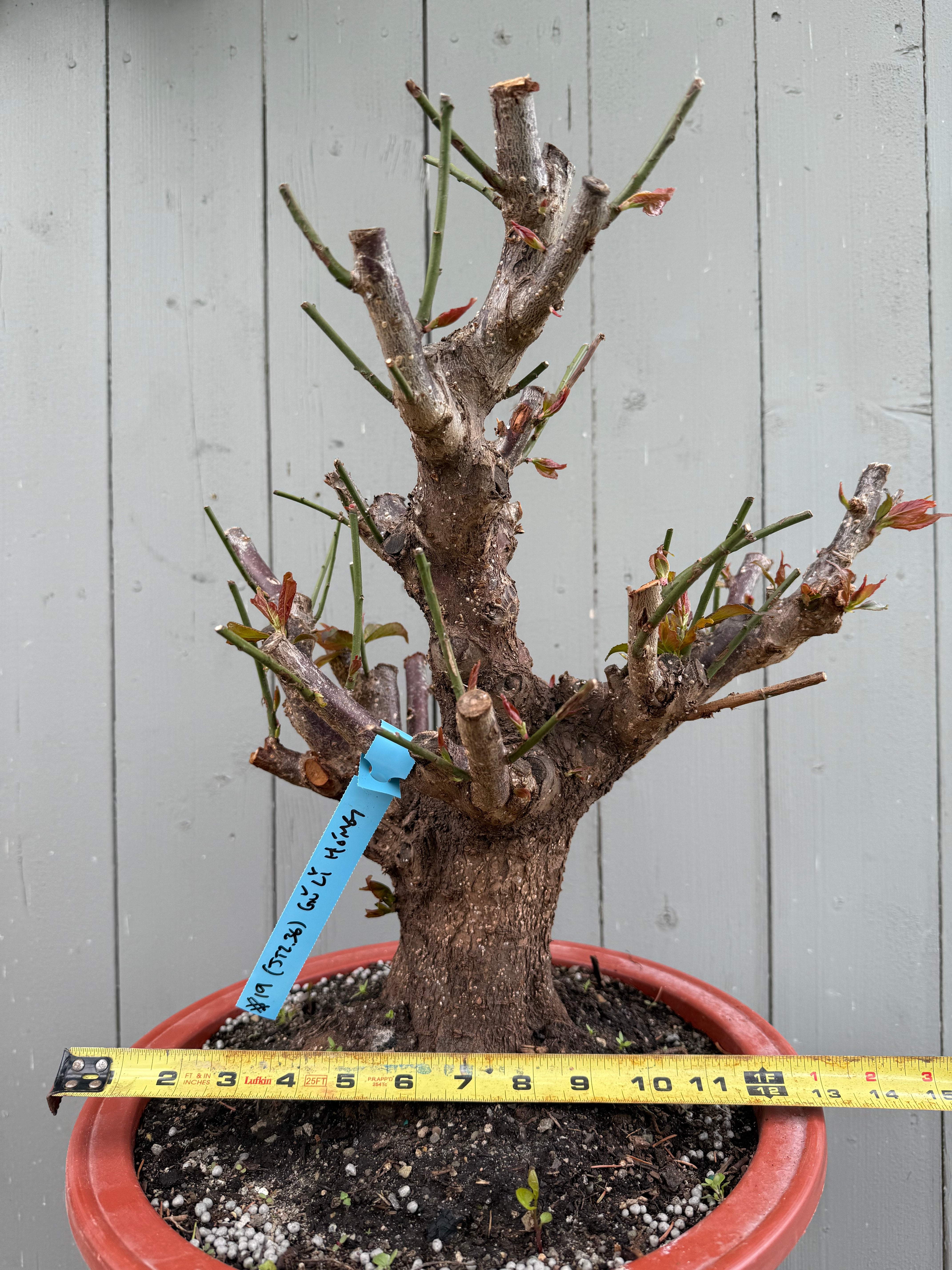 Prunus mume 'Gǔ lǐ hóng'