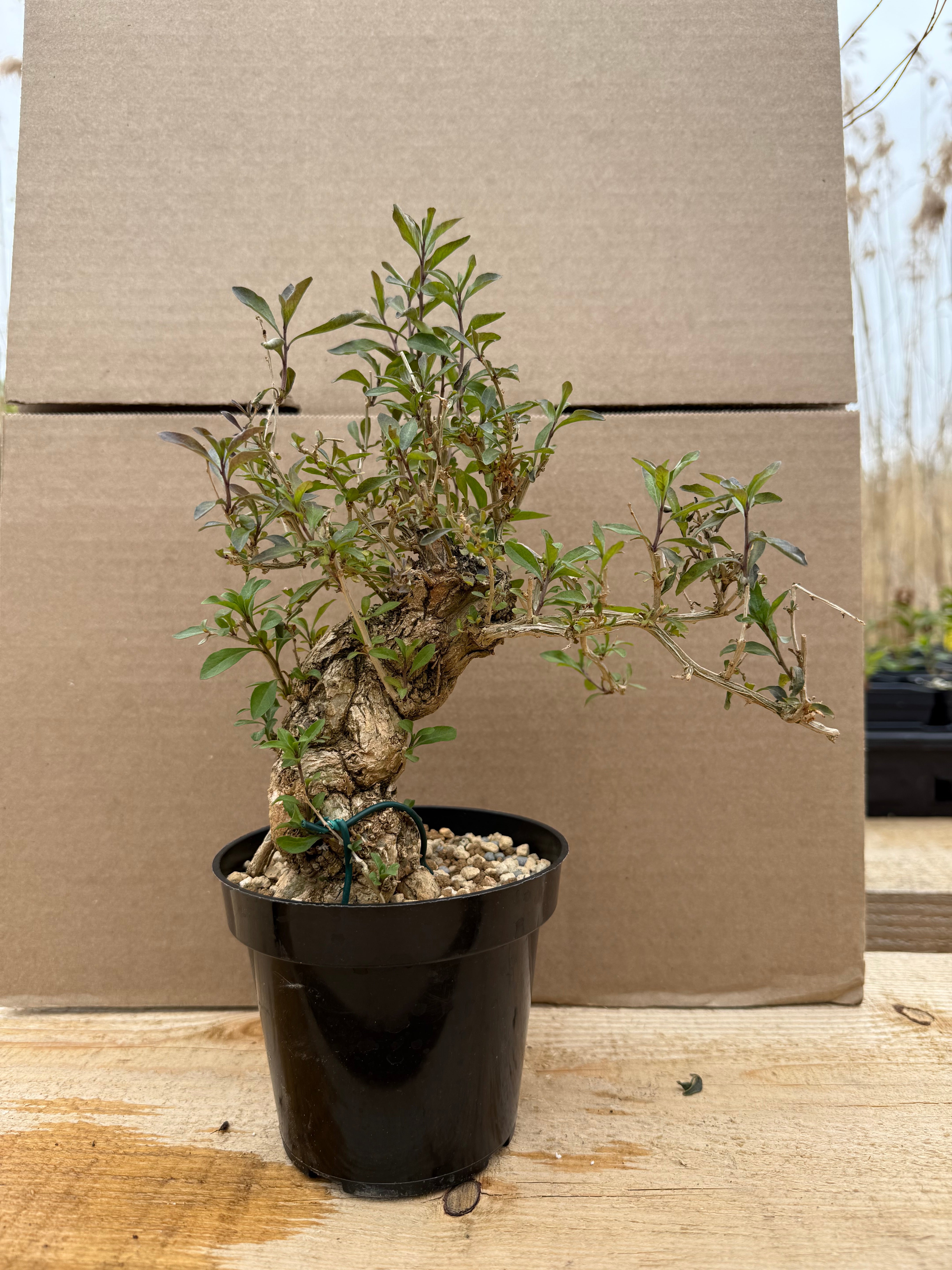 Lycium chinense (chef's choice)