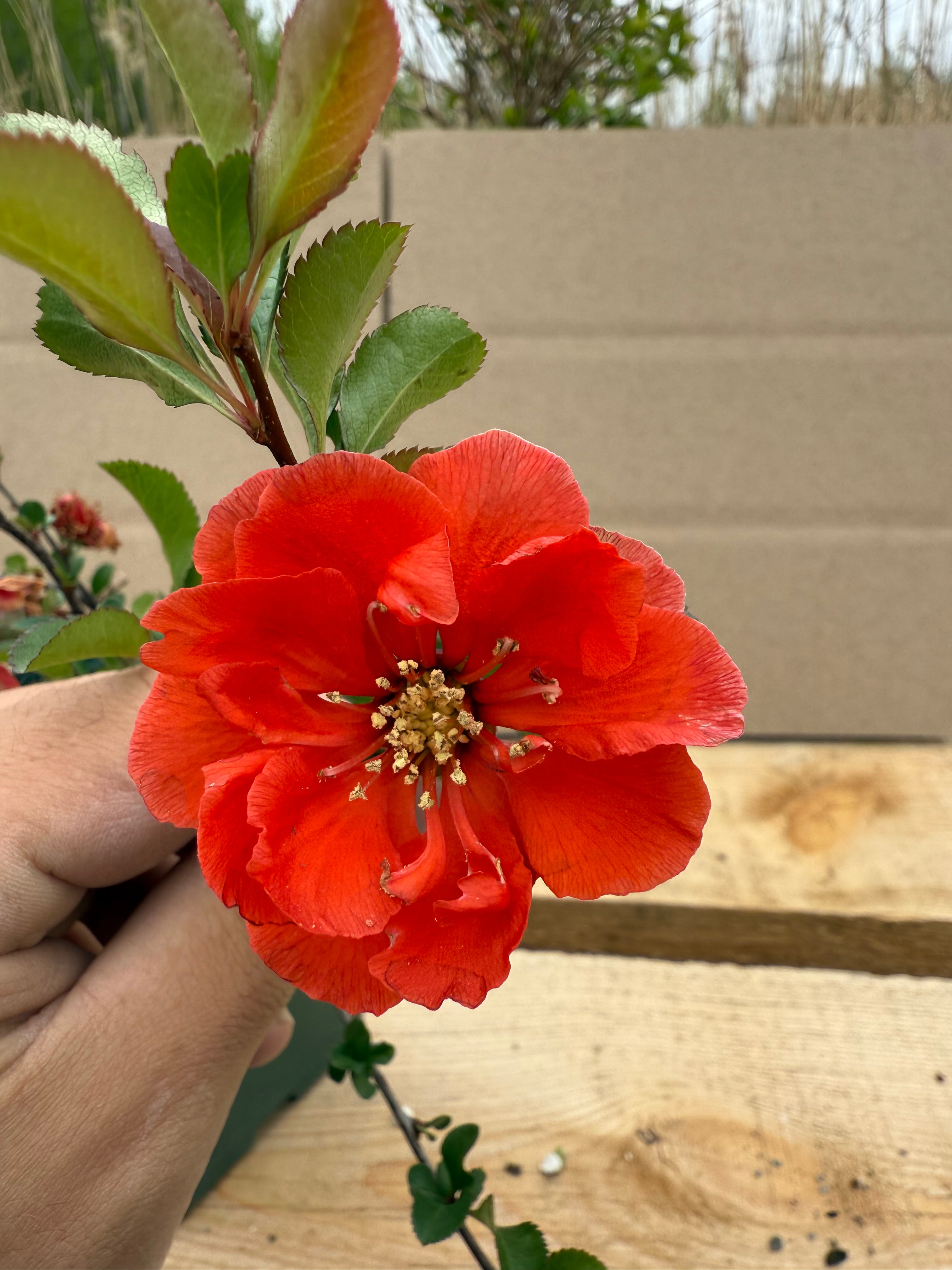 Chaenomeles japonica 'Yaezaki'