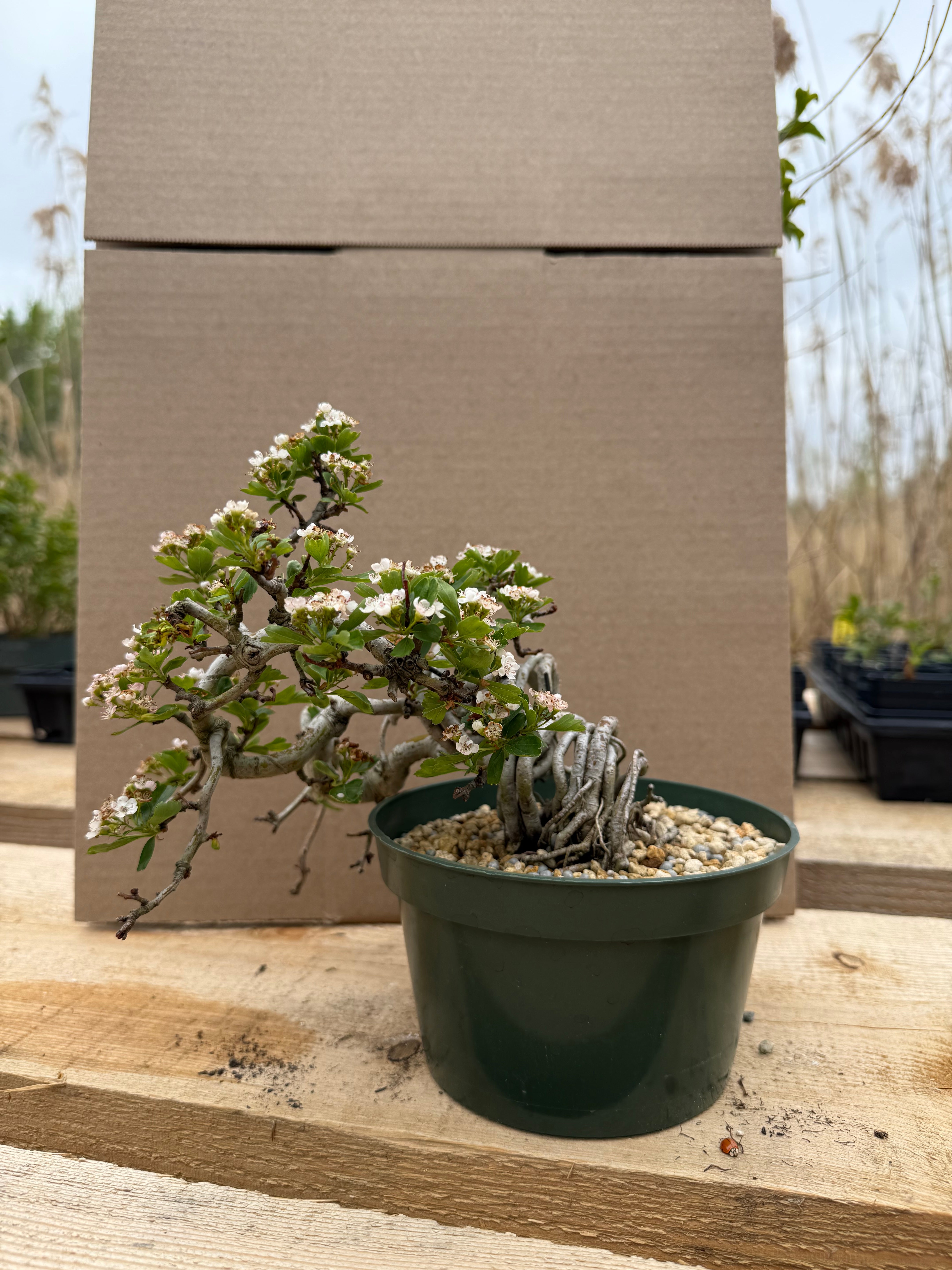 Crataegus cuneata 'Matsudaira'