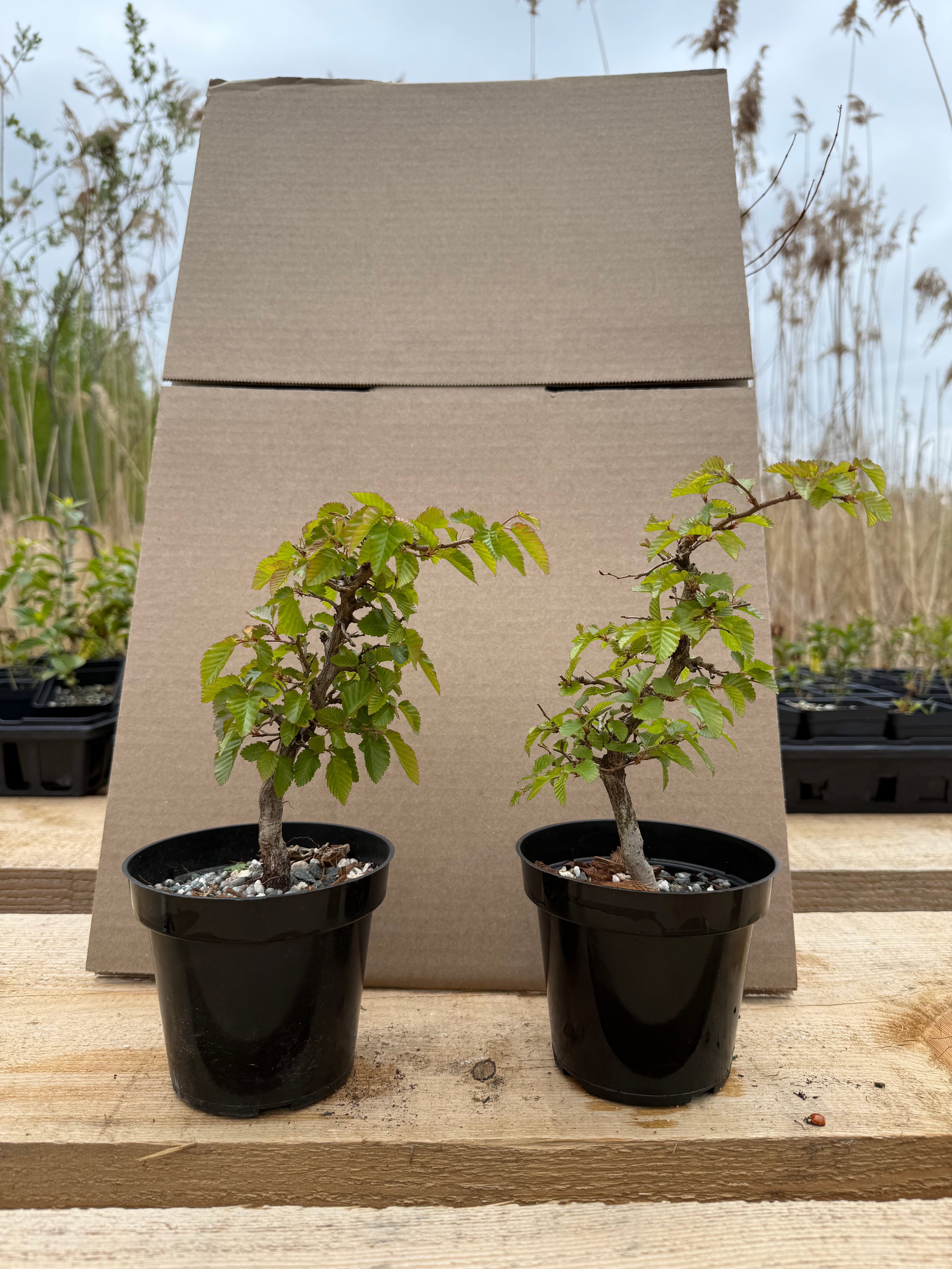 Carpinus turczaninowii