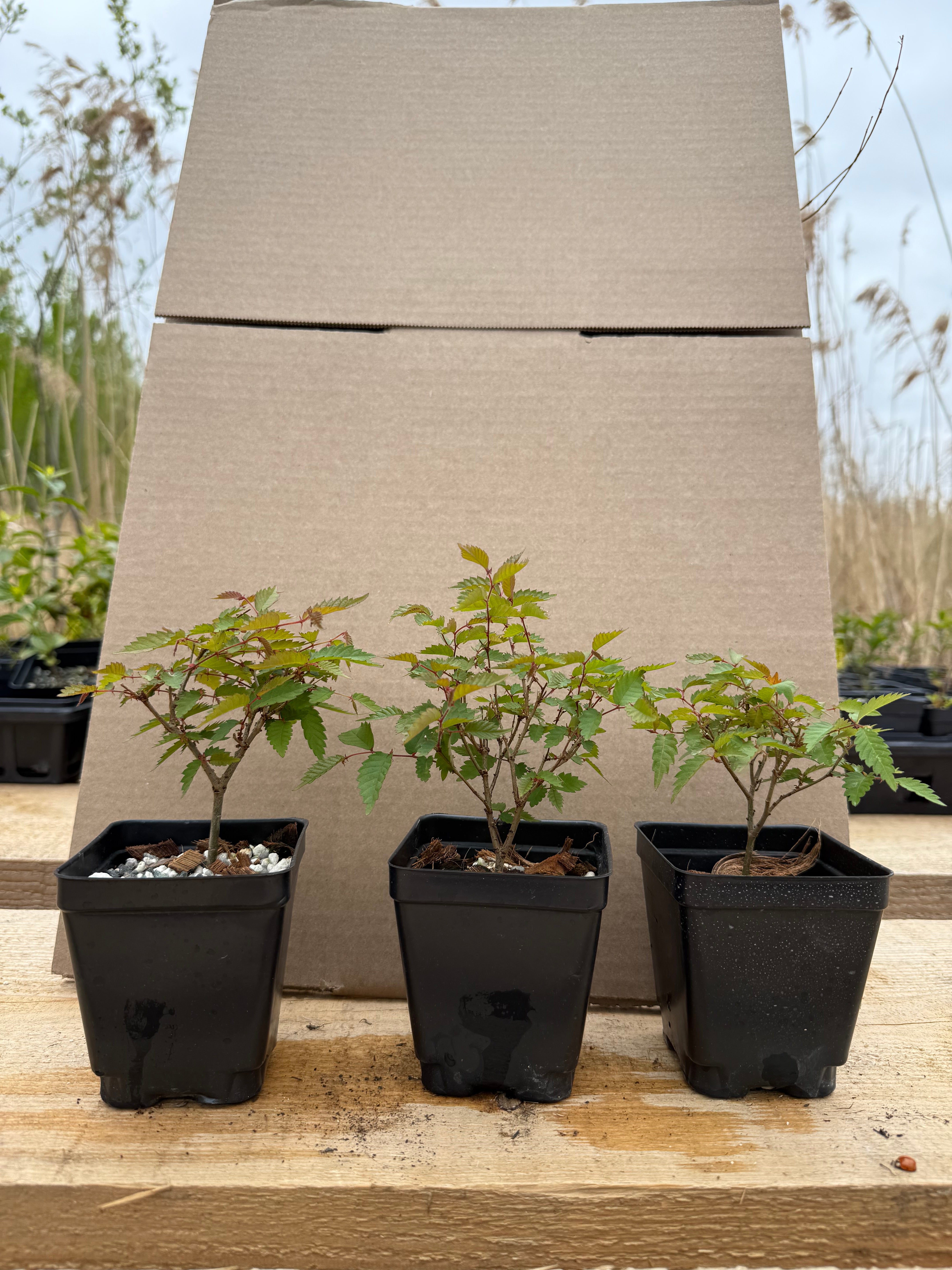 Zelkova serrata
