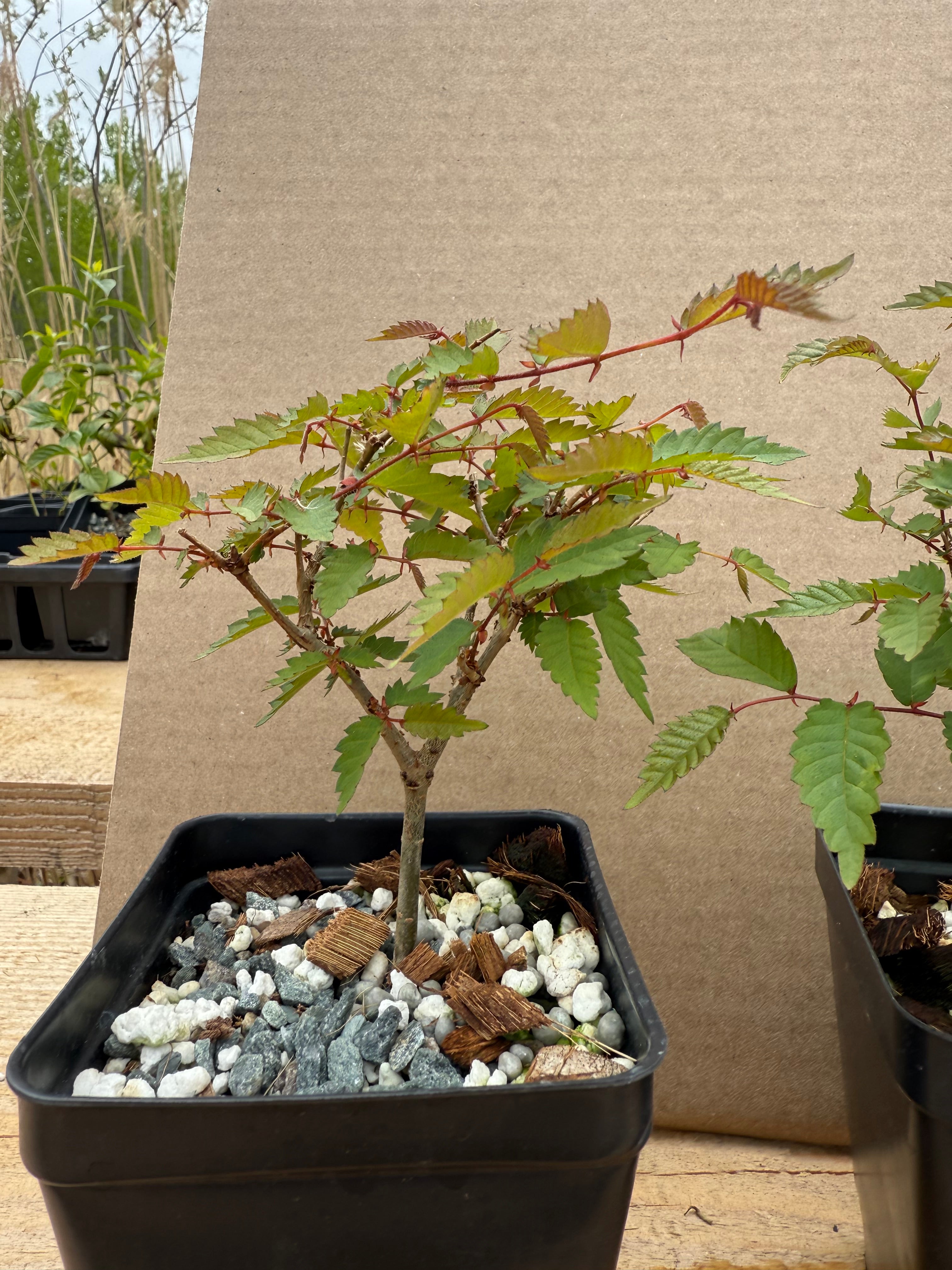Zelkova serrata