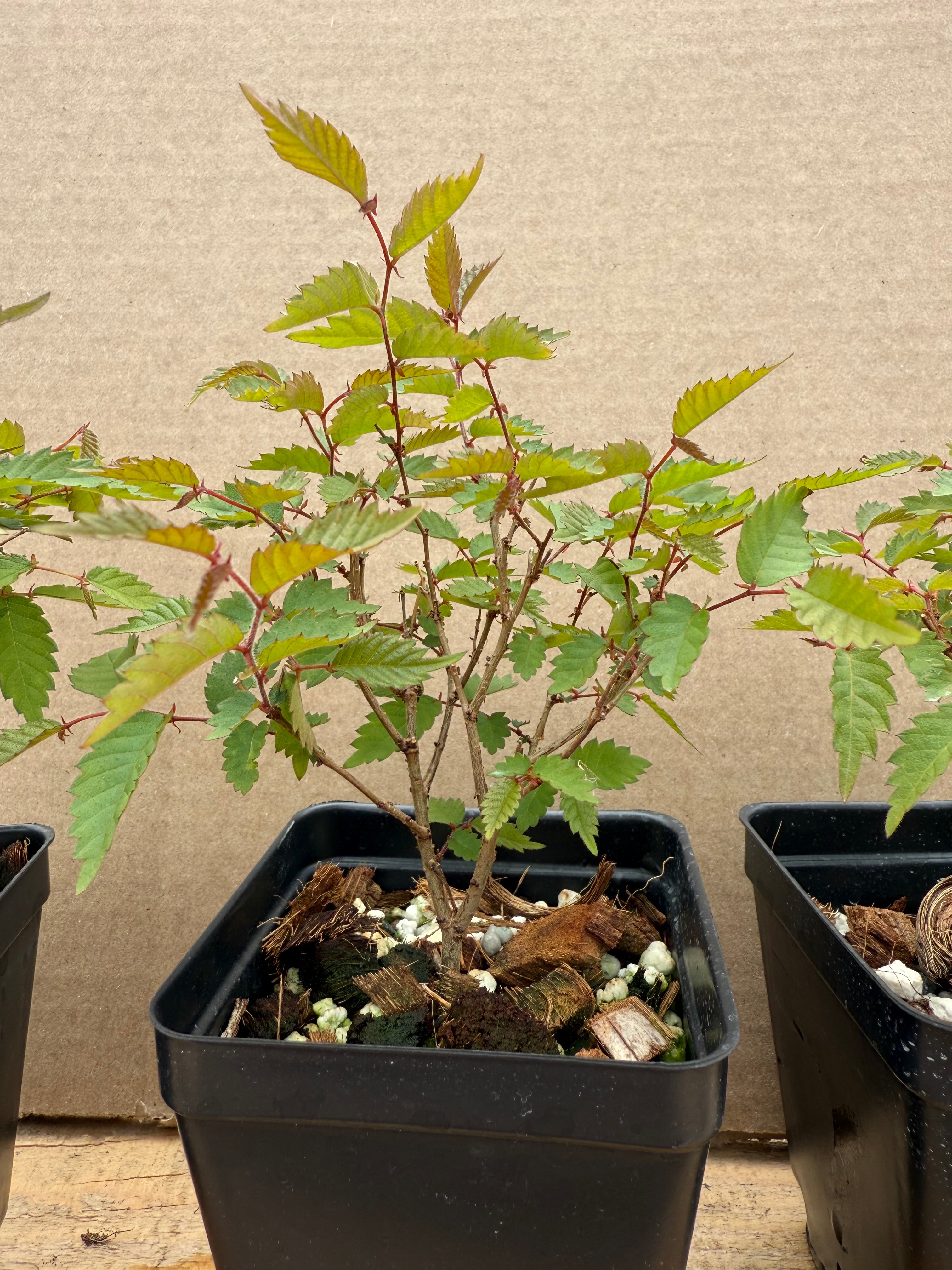 Zelkova serrata