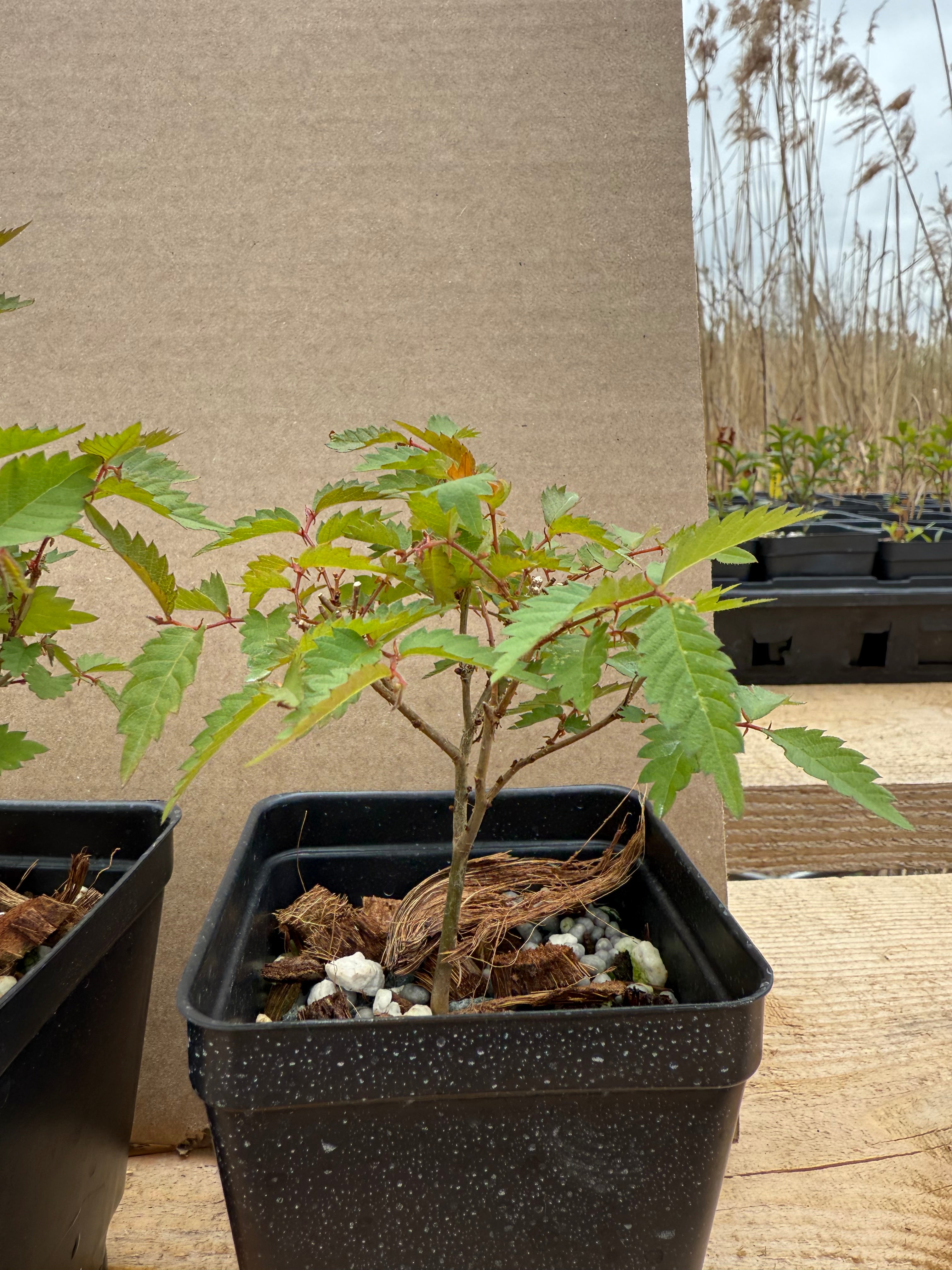 Zelkova serrata