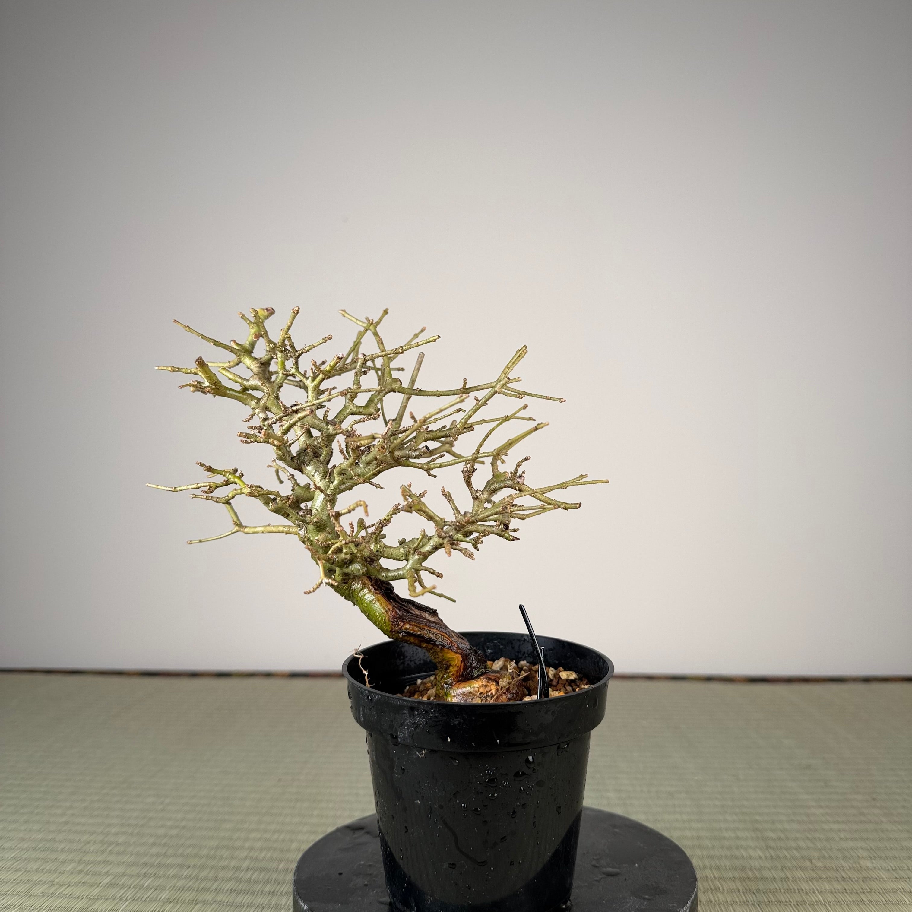 Ligustrum Arakawa *Voir note*