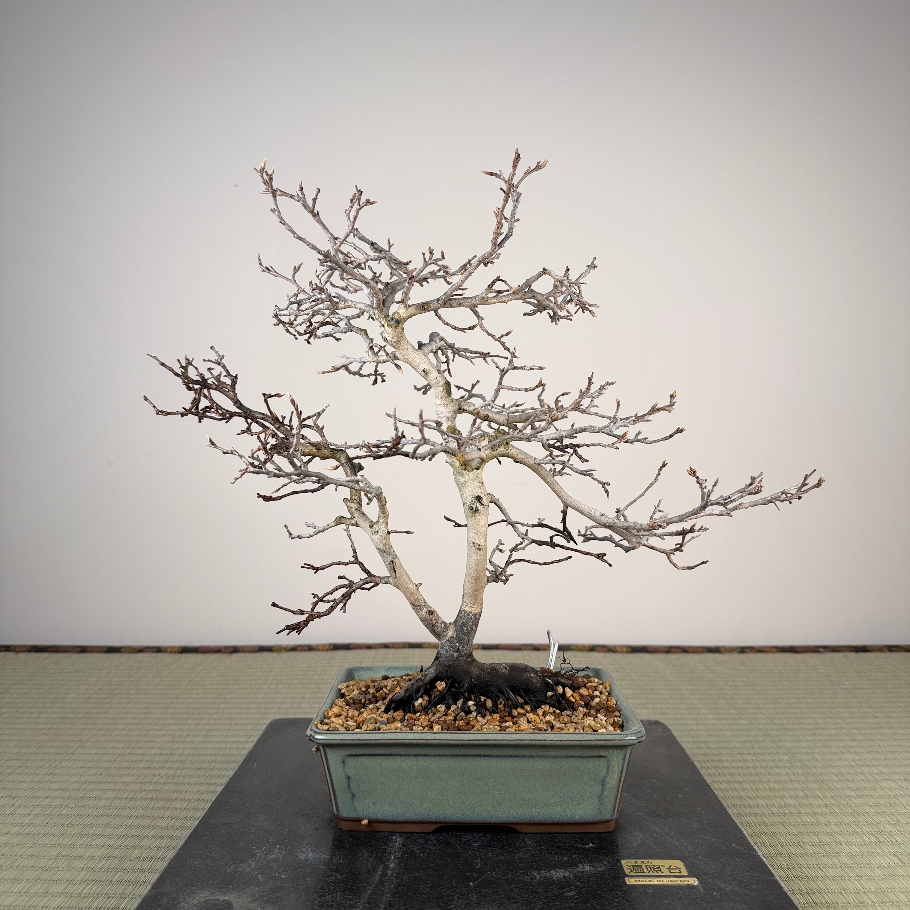 Diospyros rhombifolia