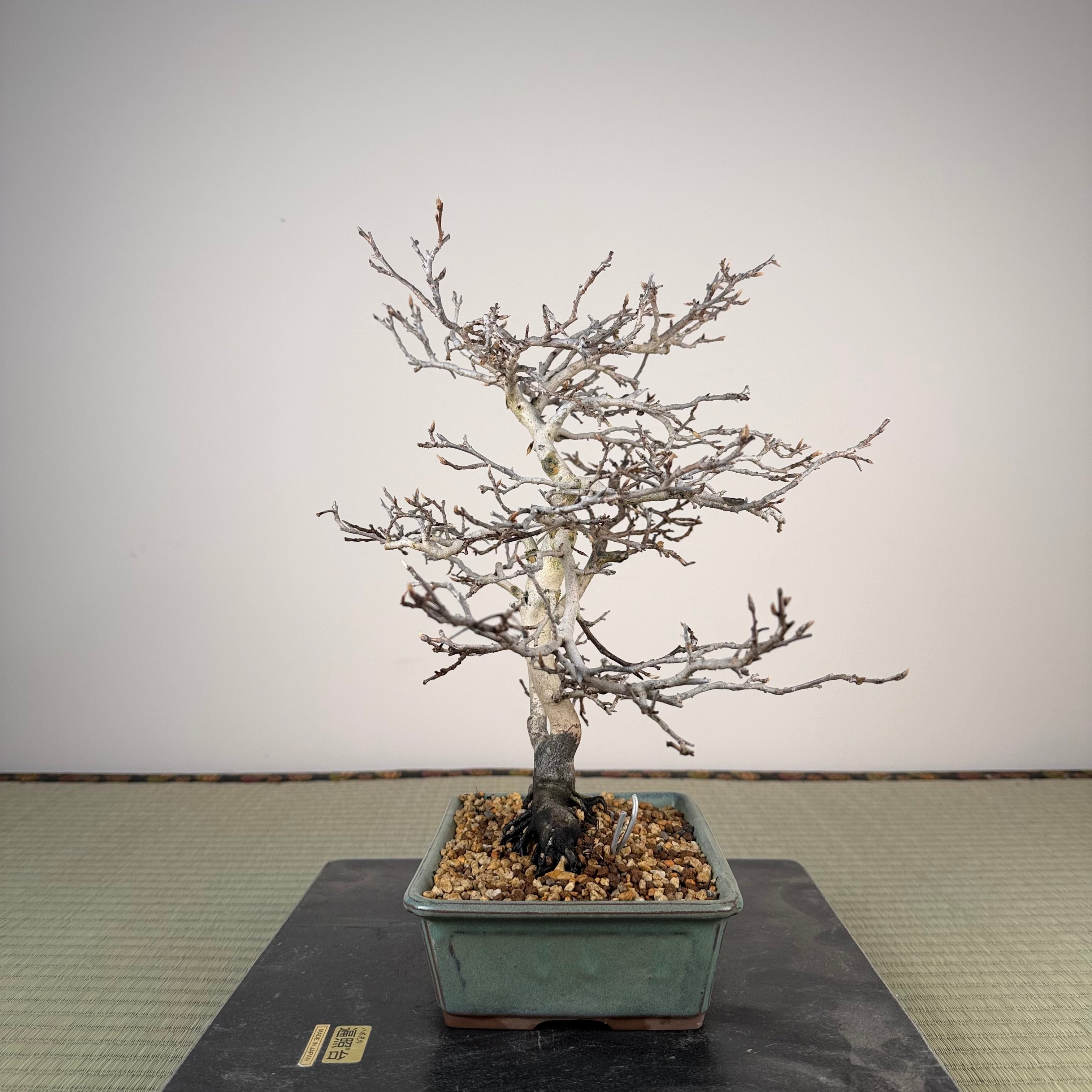 Diospyros rhombifolia