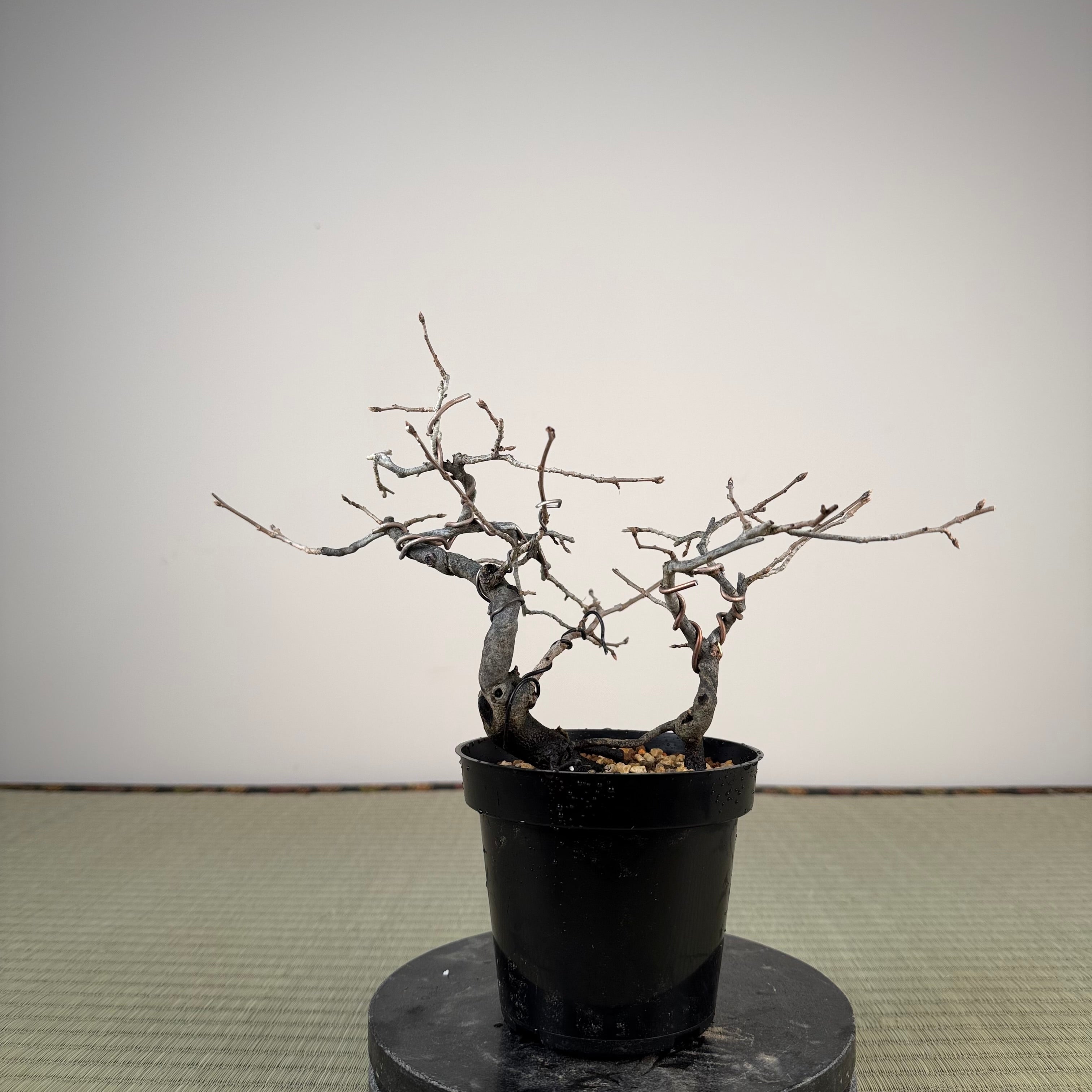 Diospyros rhombifolia