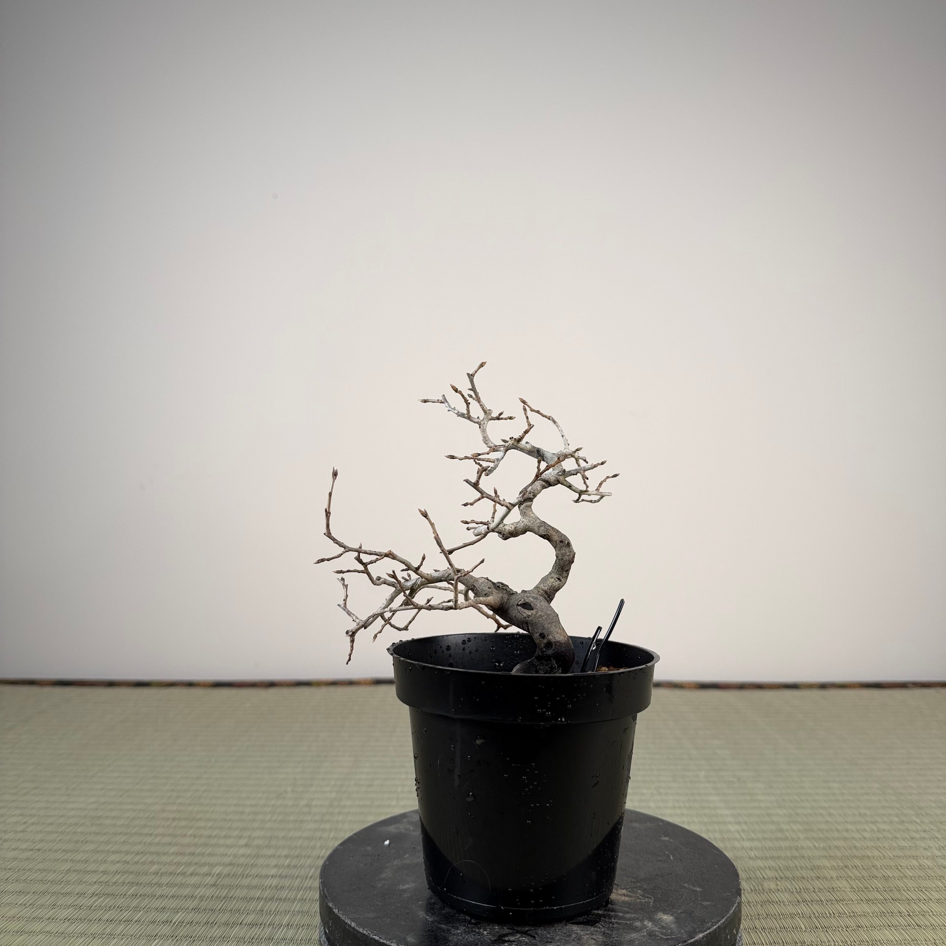 Diospyros rhombifolia (mâle)