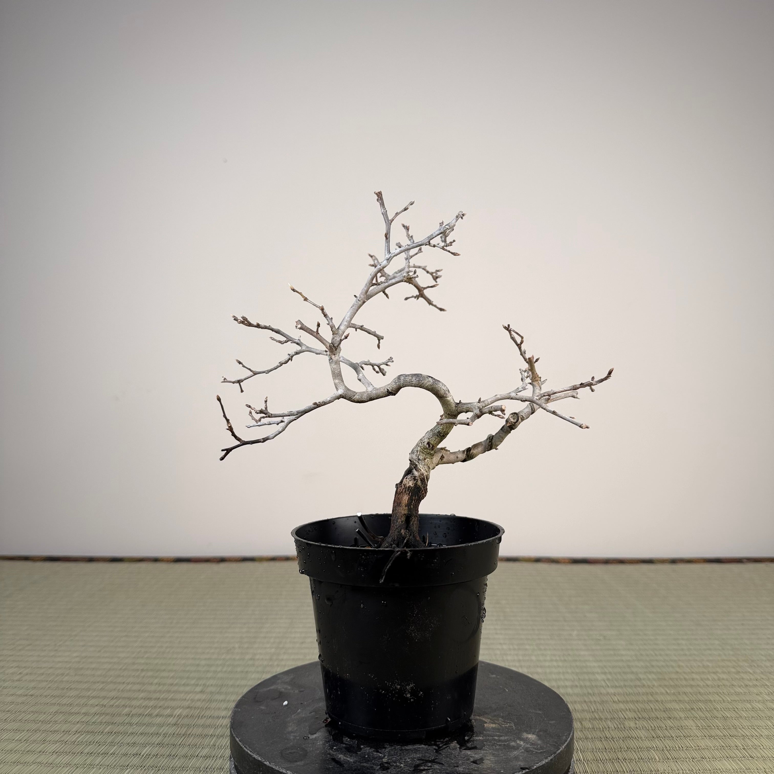 Diospyros rhombifolia 'Tohoku'