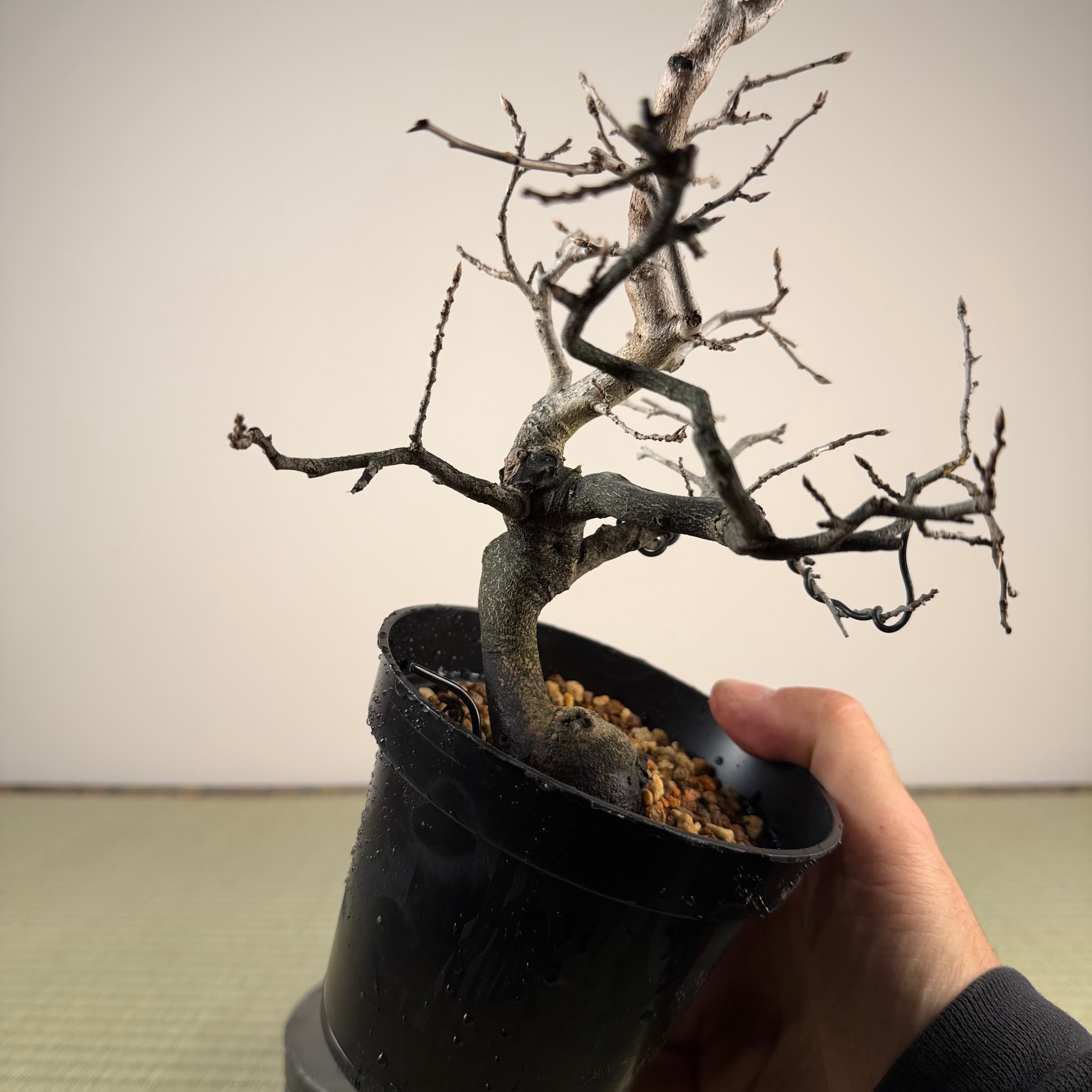 Diospyros rhombifolia