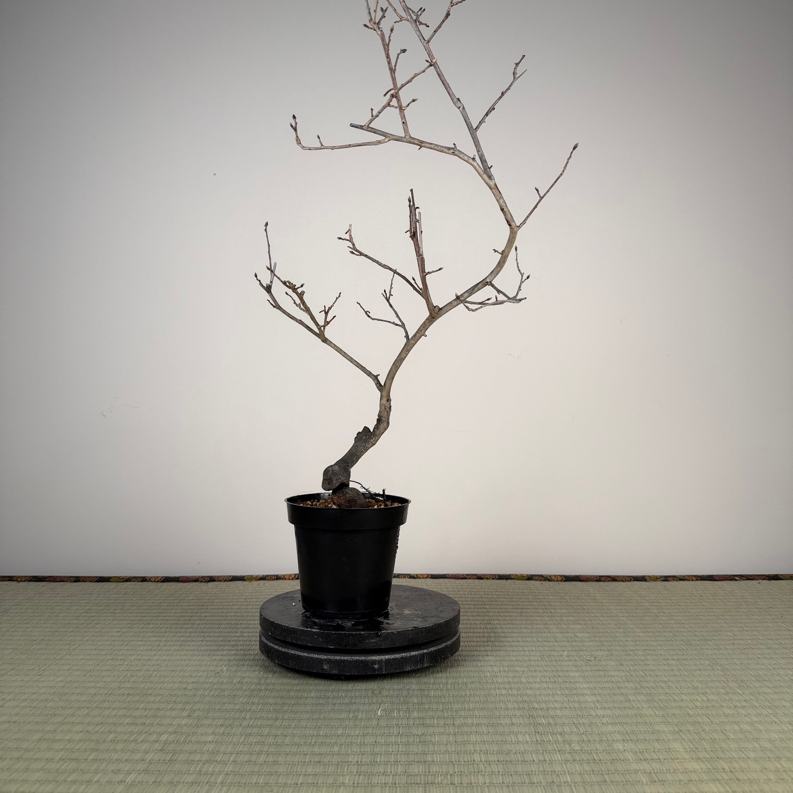 Diospyros rhombifolia