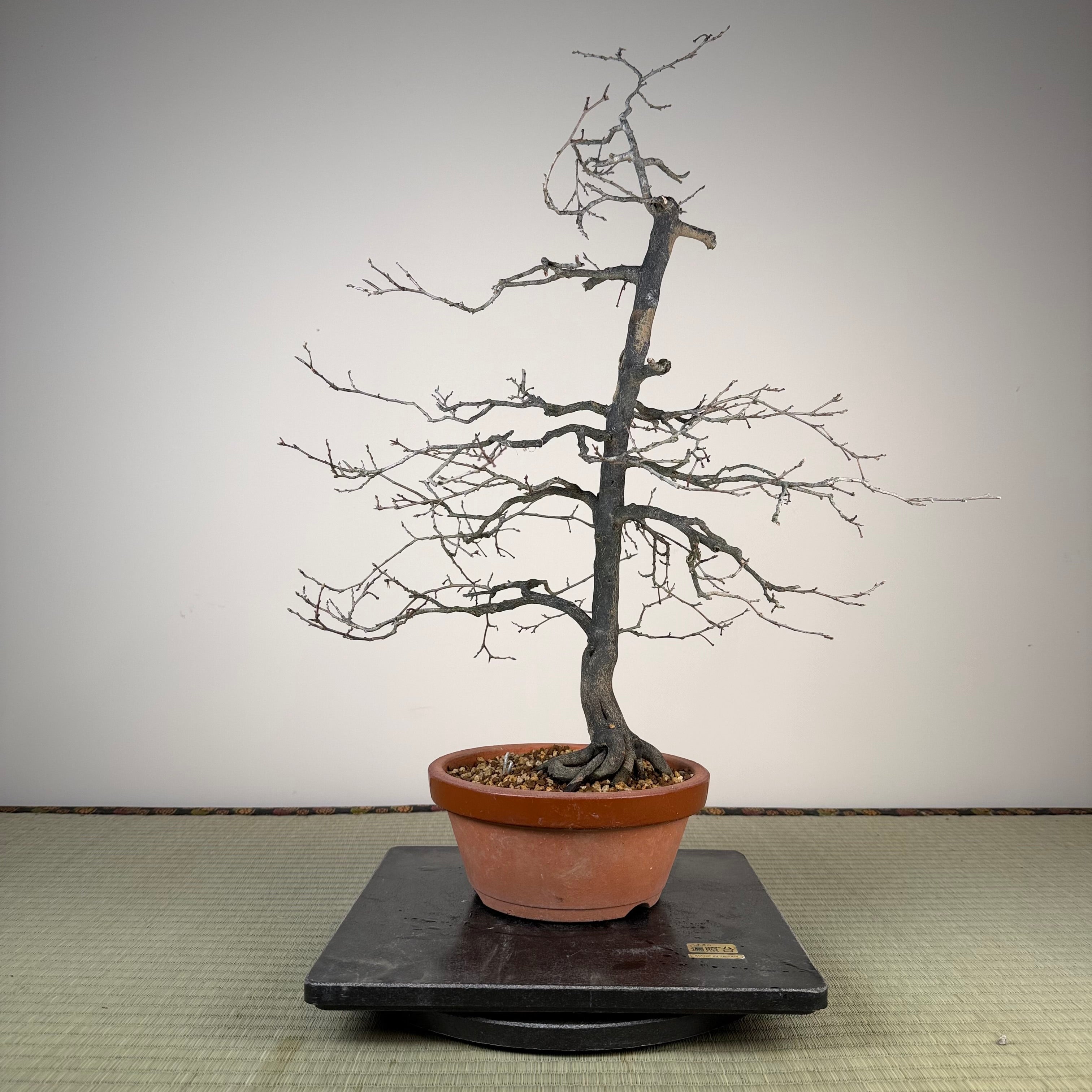 Diospyros rhombifolia